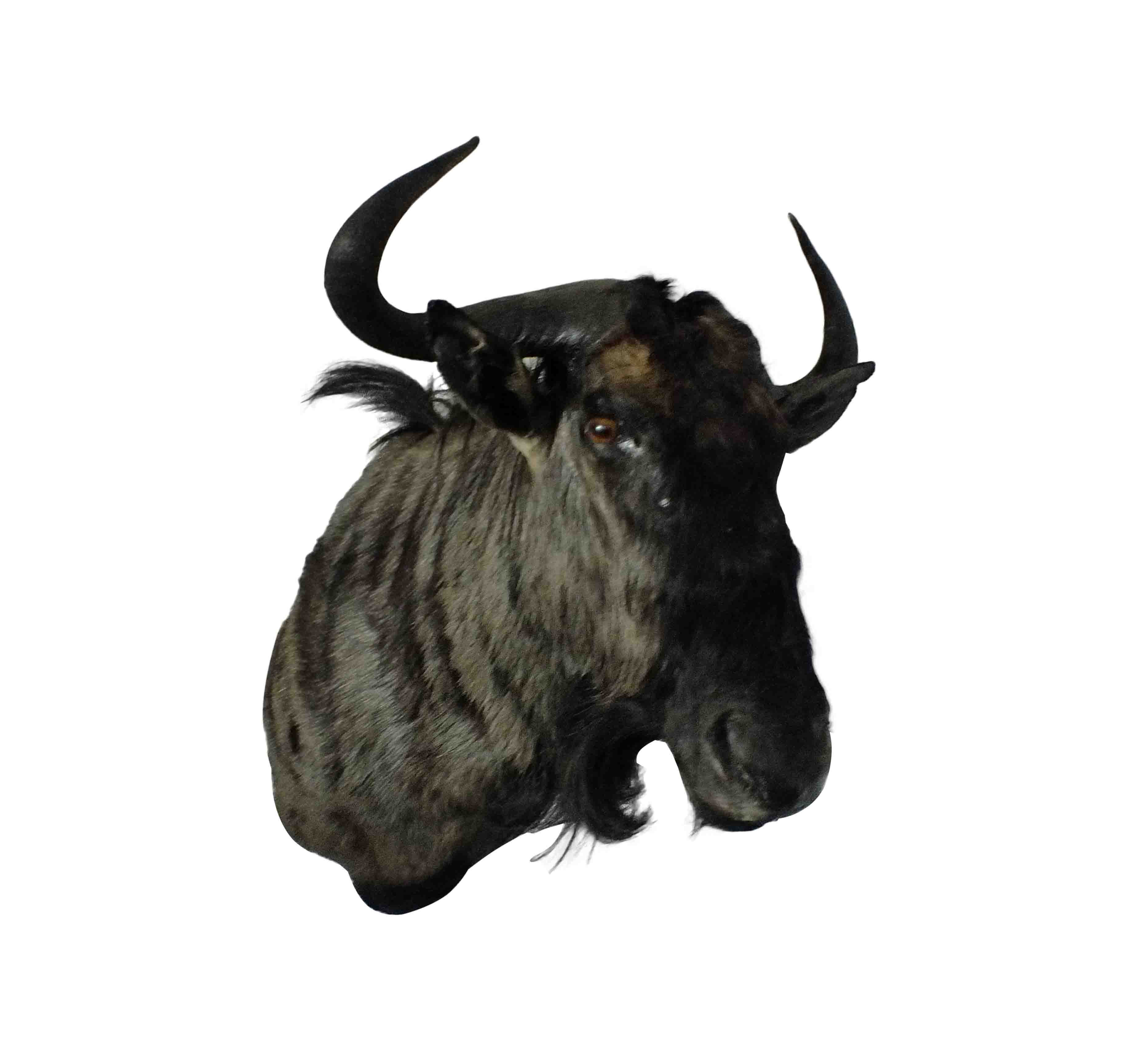 Blue Wildebeest Shoulder Mount WB01 - Image 3
