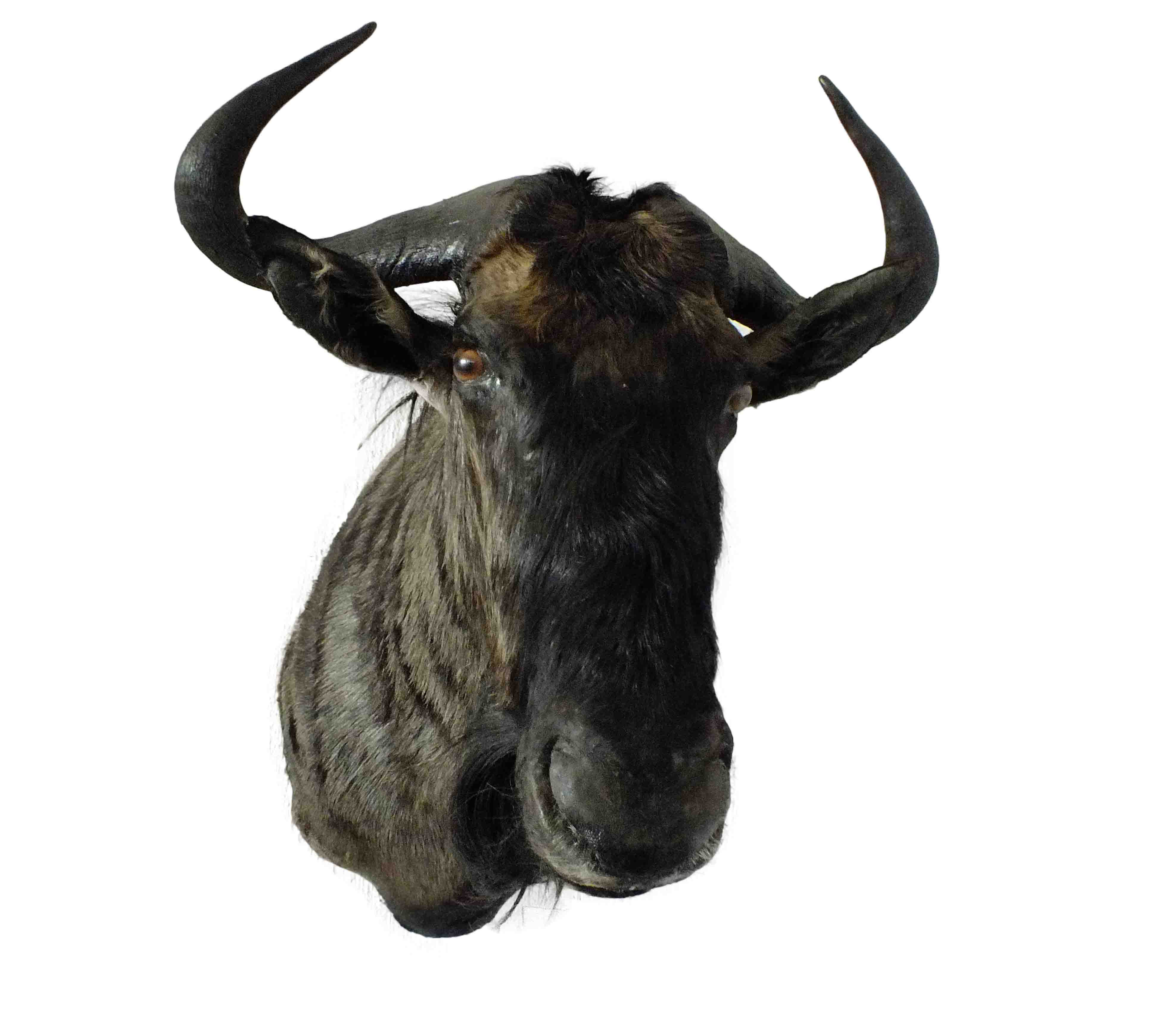 Blue Wildebeest Shoulder Mount WB01 - Image 4