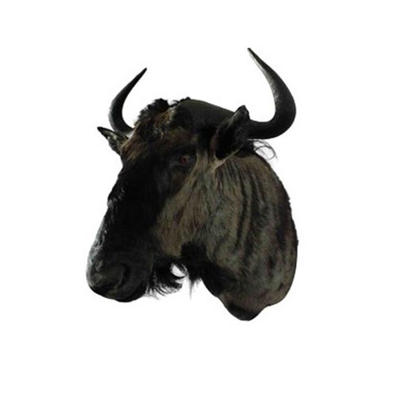 Blue Wildebeest Shoulder Mount WB01