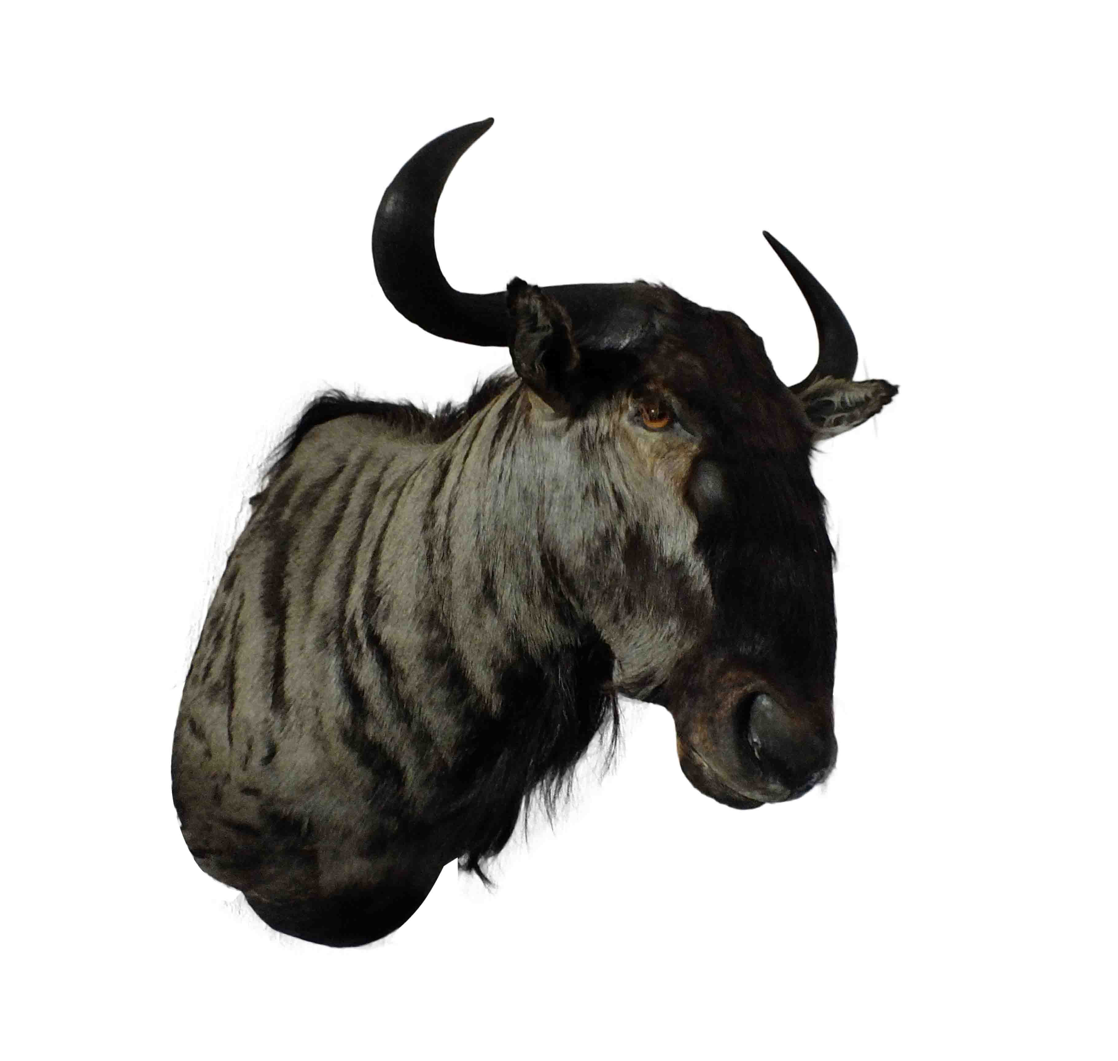 Blue Wildebeest Shoulder Mount WB02 - Image 2