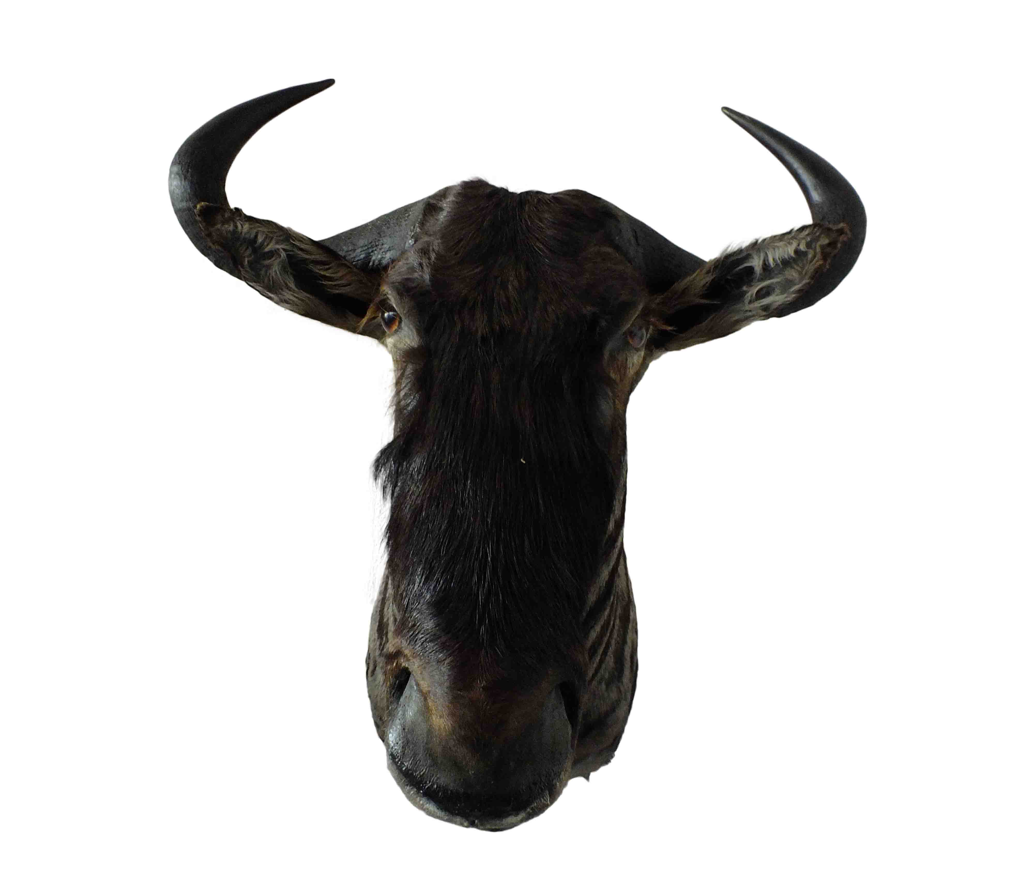 Blue Wildebeest Shoulder Mount WB02 - Image 3