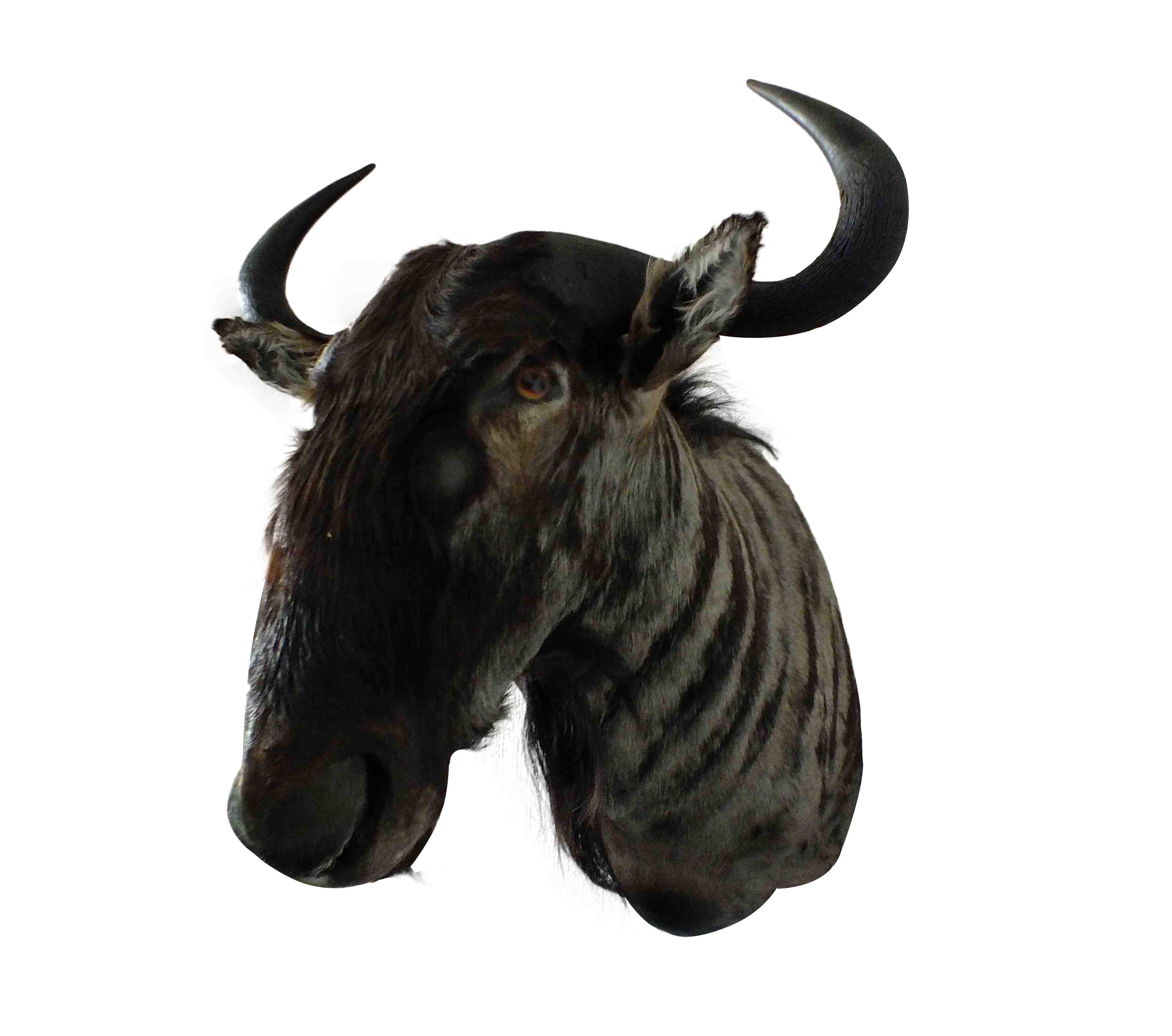 Blue Wildebeest Shoulder Mount WB02 - Image 4