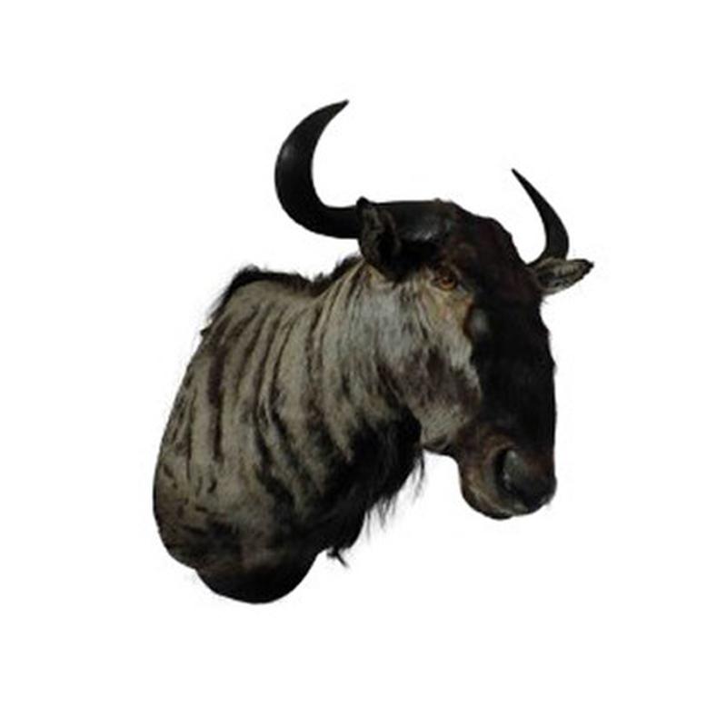 Blue Wildebeest Shoulder Mount WB02