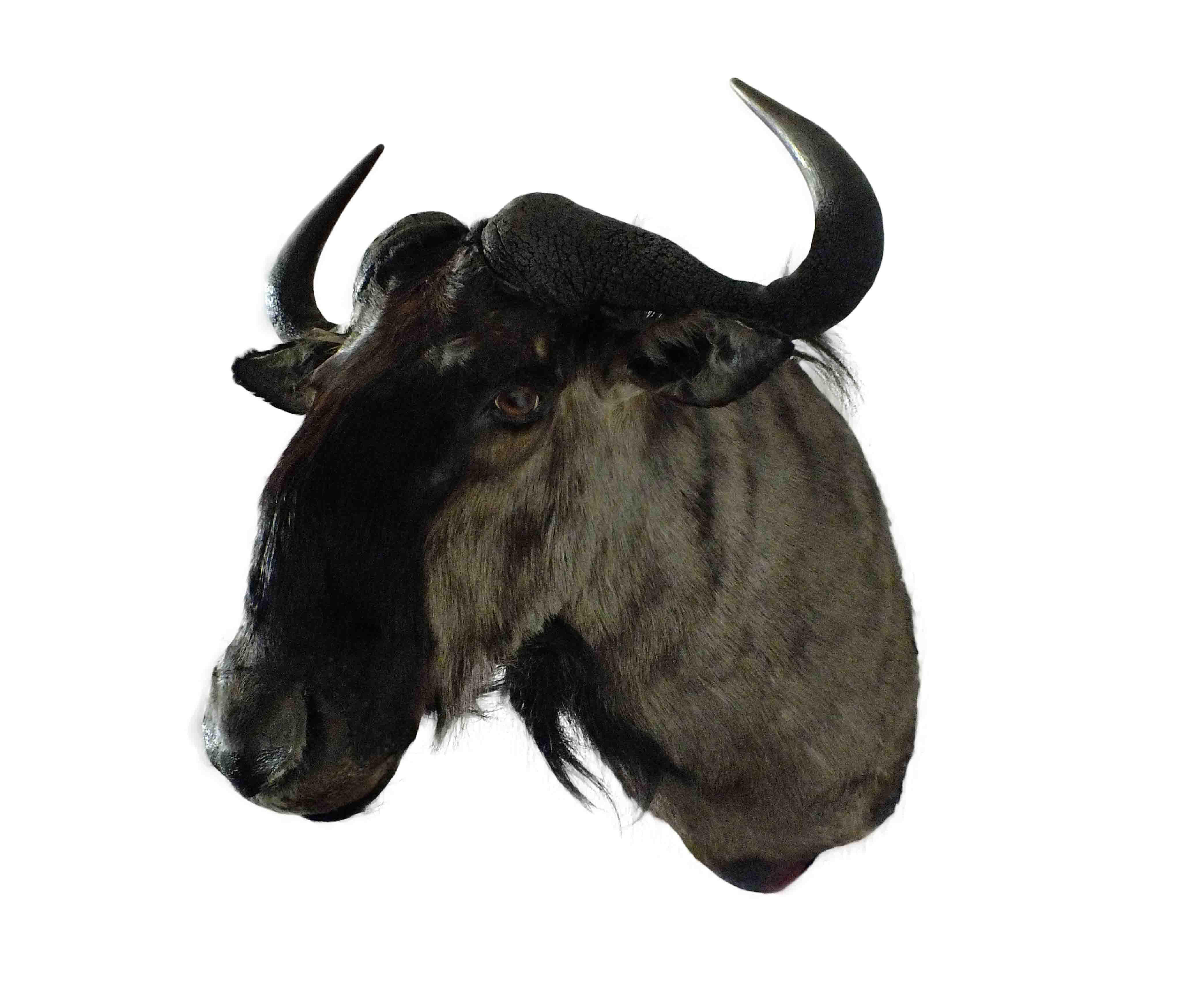 Blue Wildebeest Shoulder Mount WB03 - Image 2