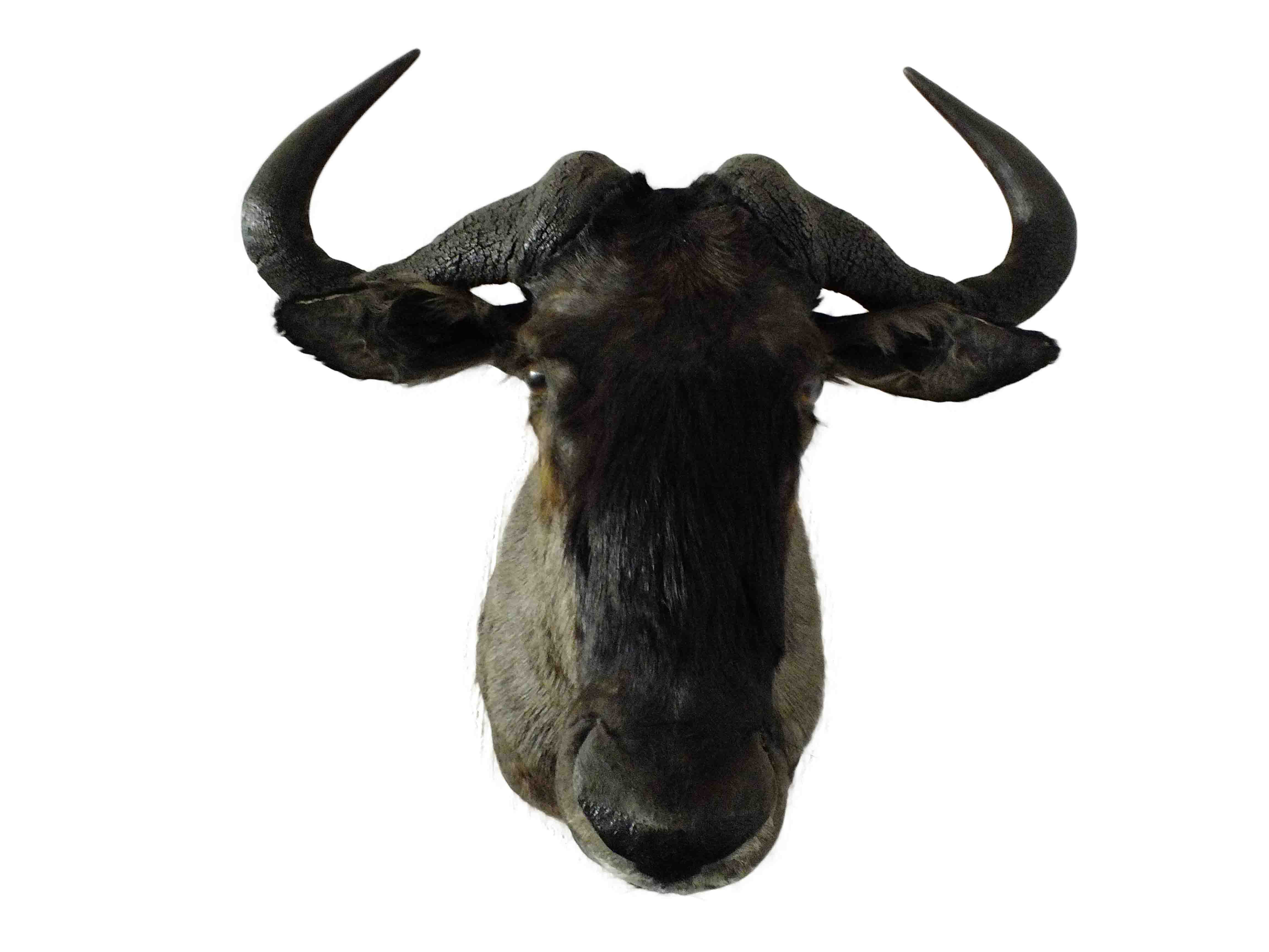Blue Wildebeest Shoulder Mount WB03 - Image 3