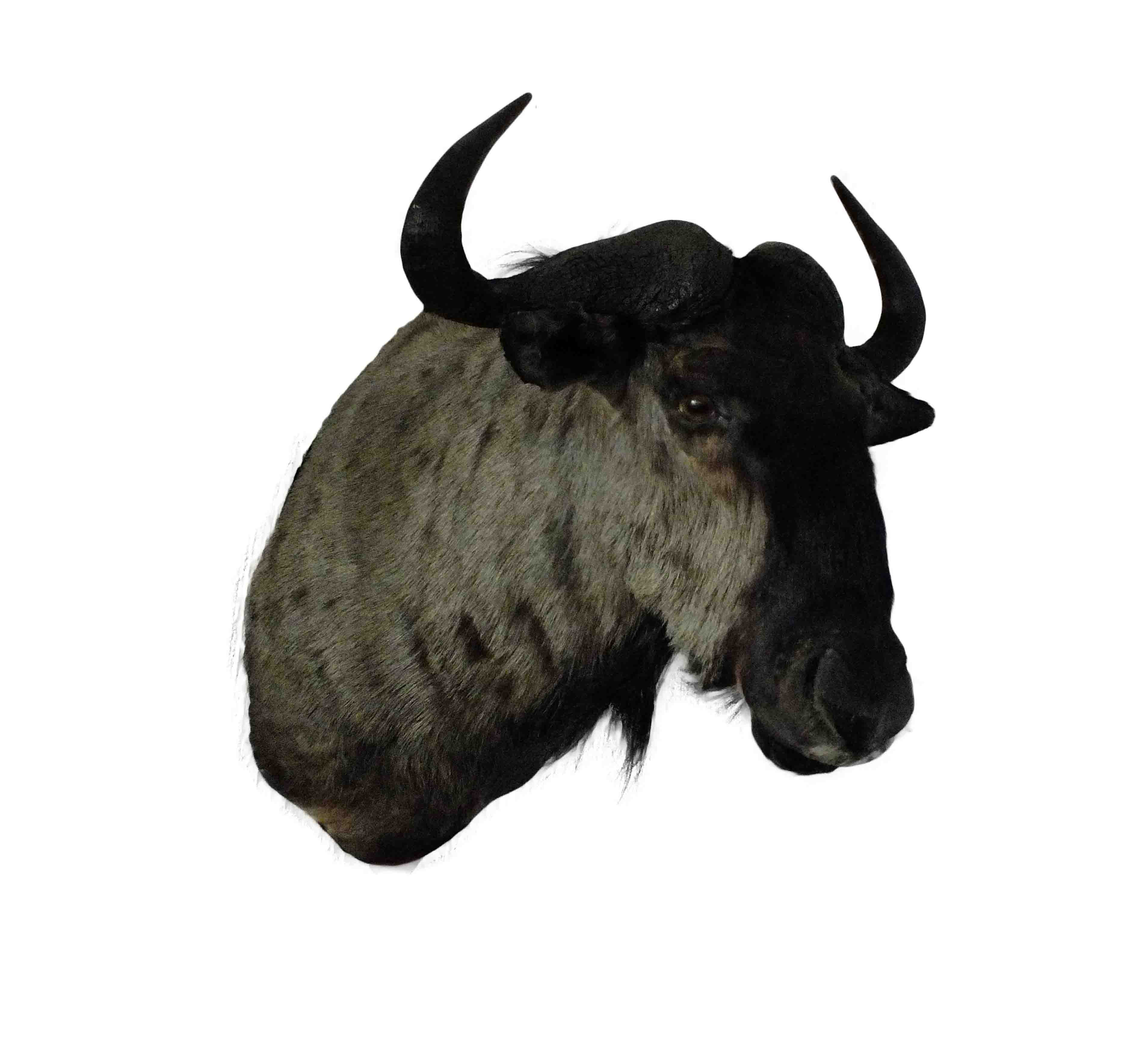 Blue Wildebeest Shoulder Mount WB03 - Image 4