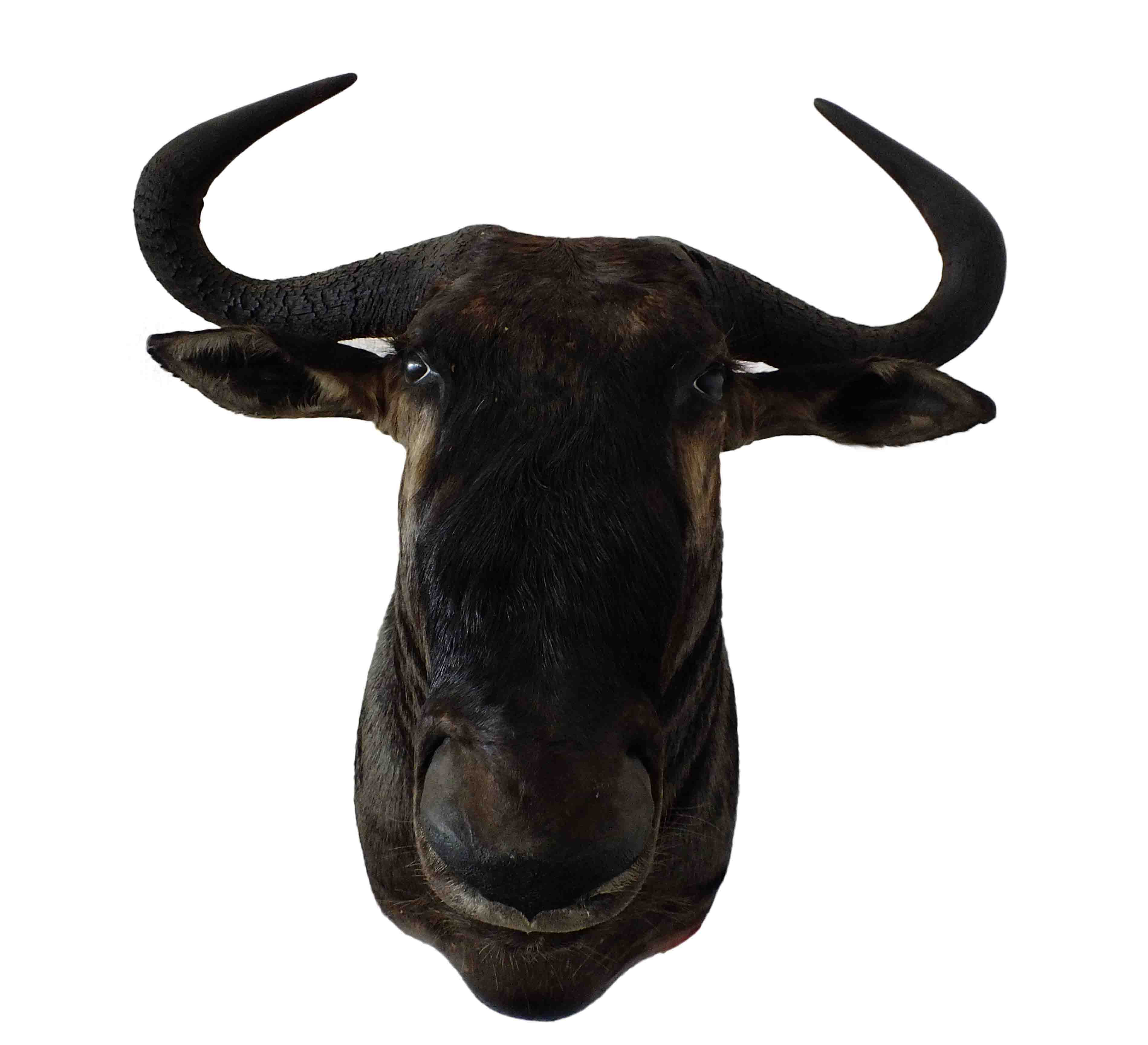 Blue Wildebeest Shoulder Mount WB04 - Image 2