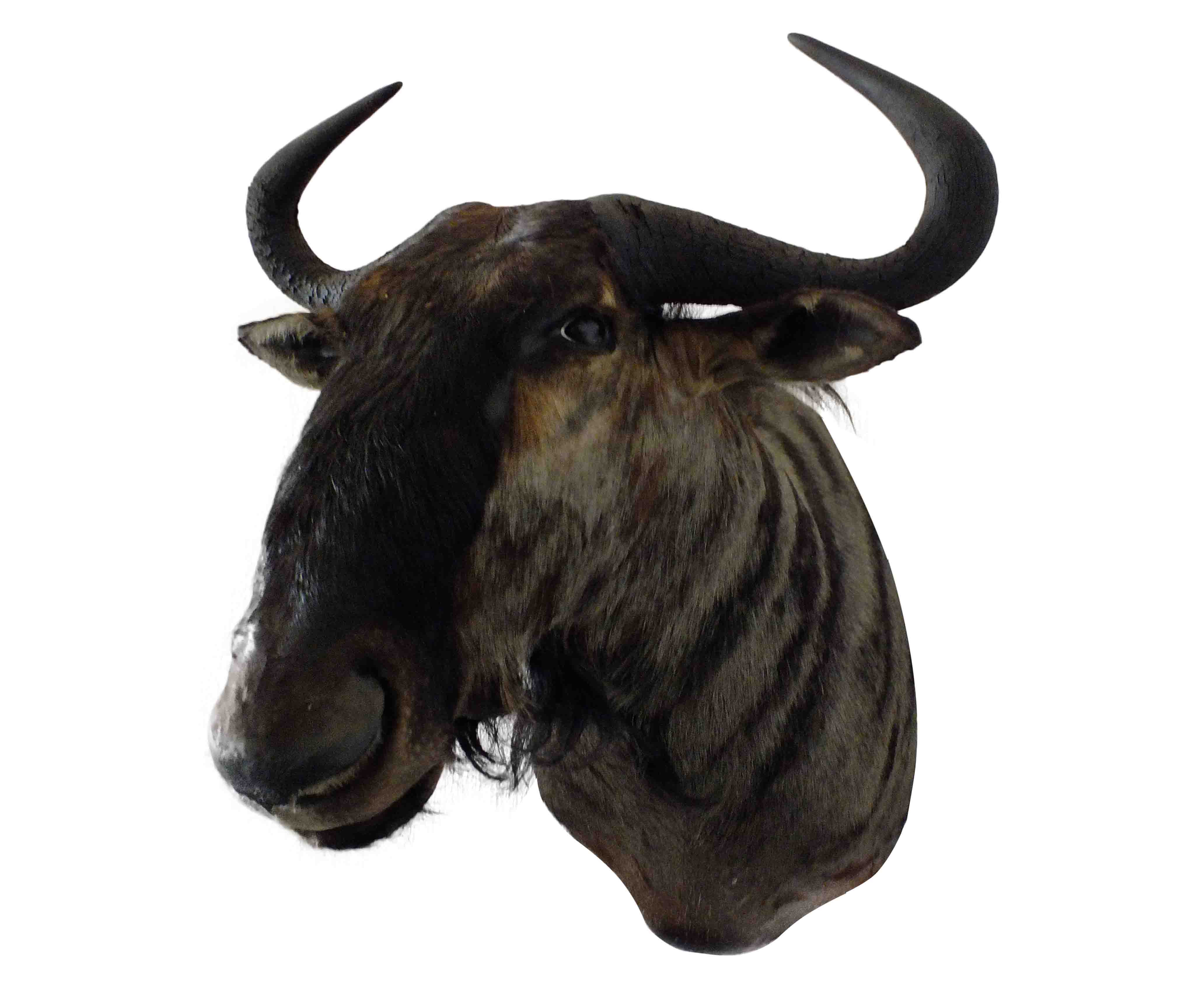 Blue Wildebeest Shoulder Mount WB04 - Image 3