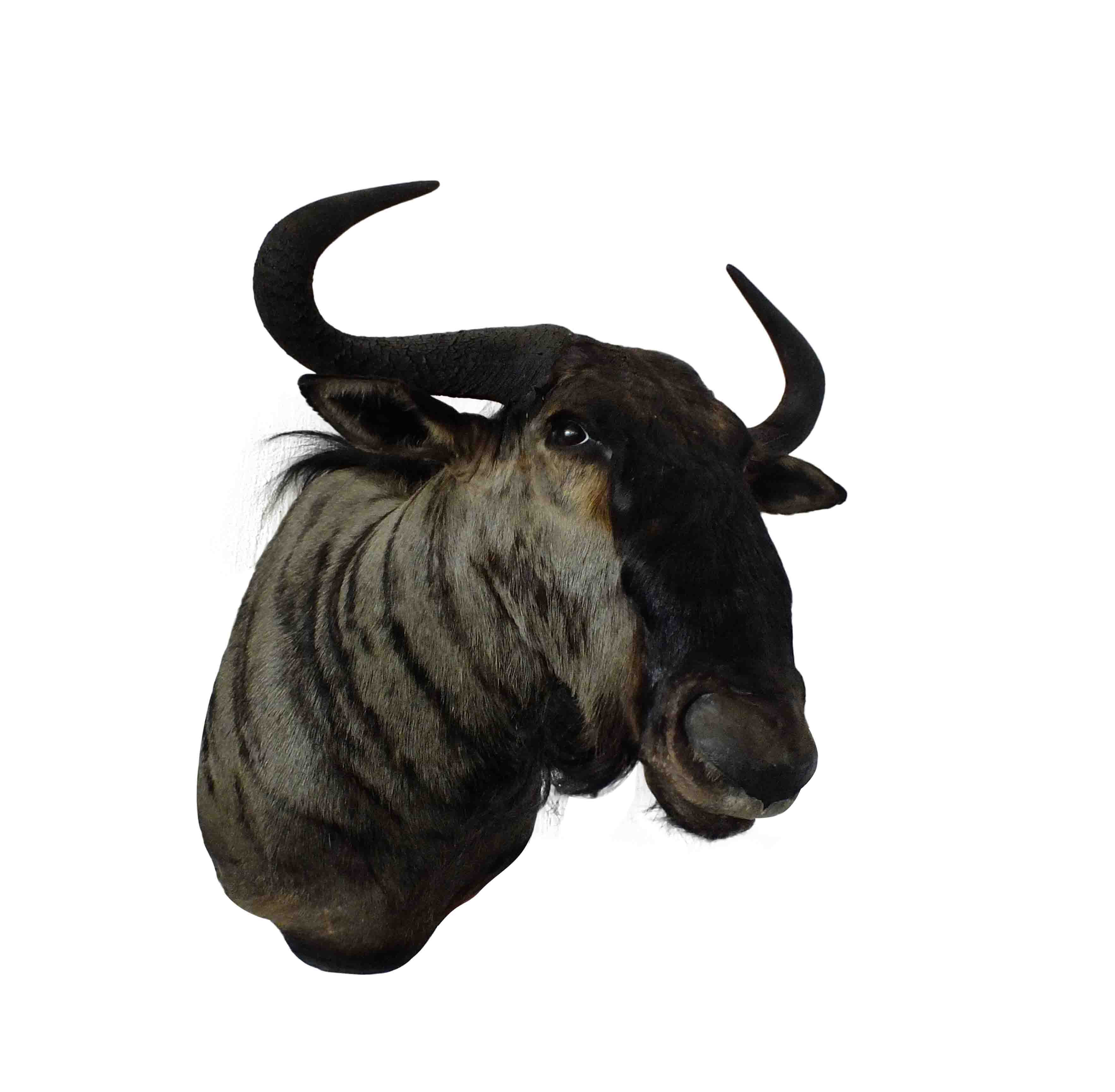Blue Wildebeest Shoulder Mount WB04 - Image 4