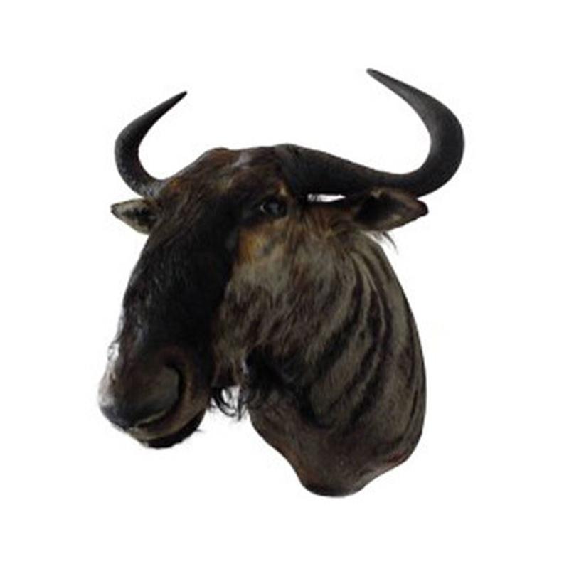 Blue Wildebeest Shoulder Mount WB04