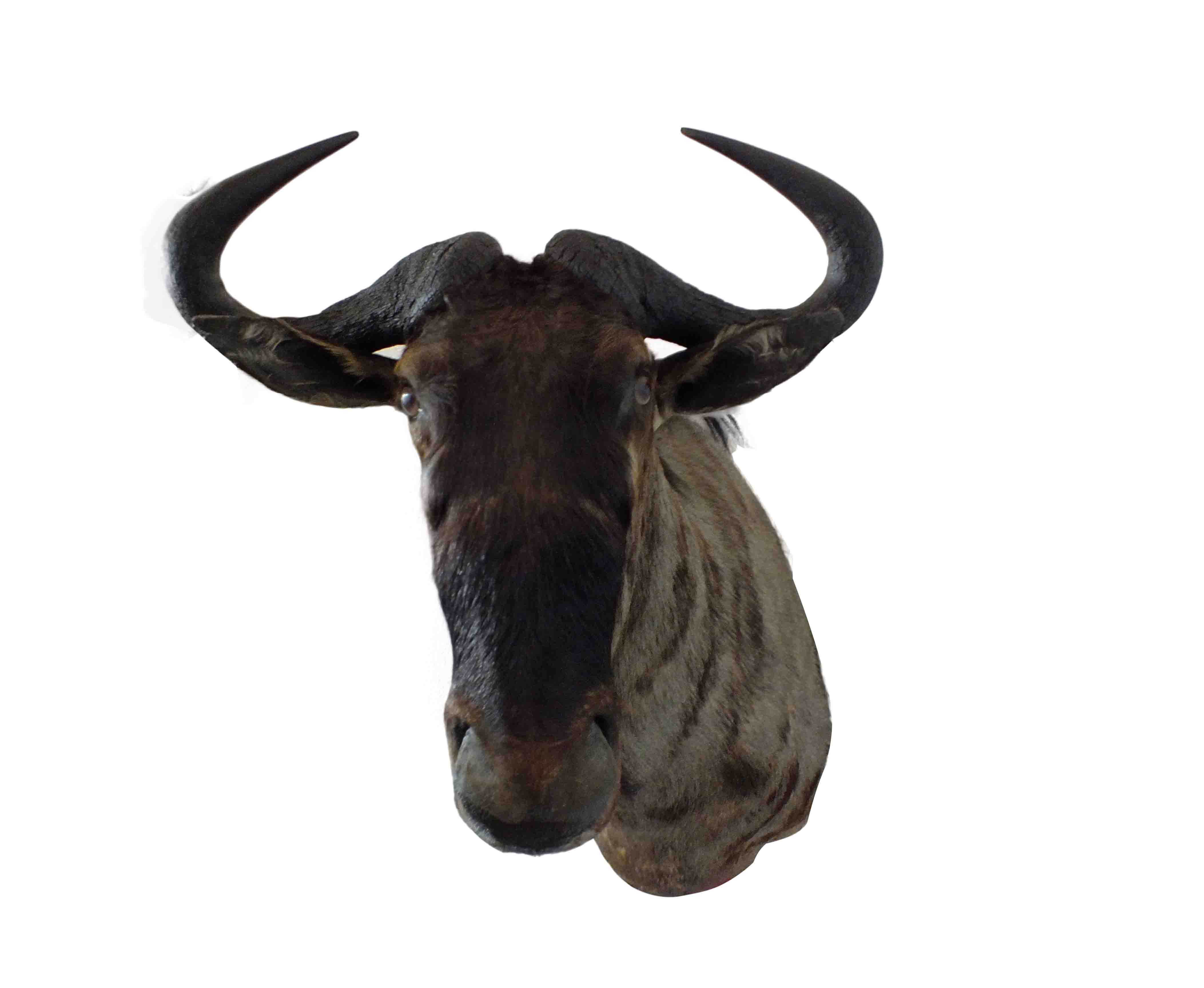 Blue Wildebeest Shoulder Mount WB05 - Image 2