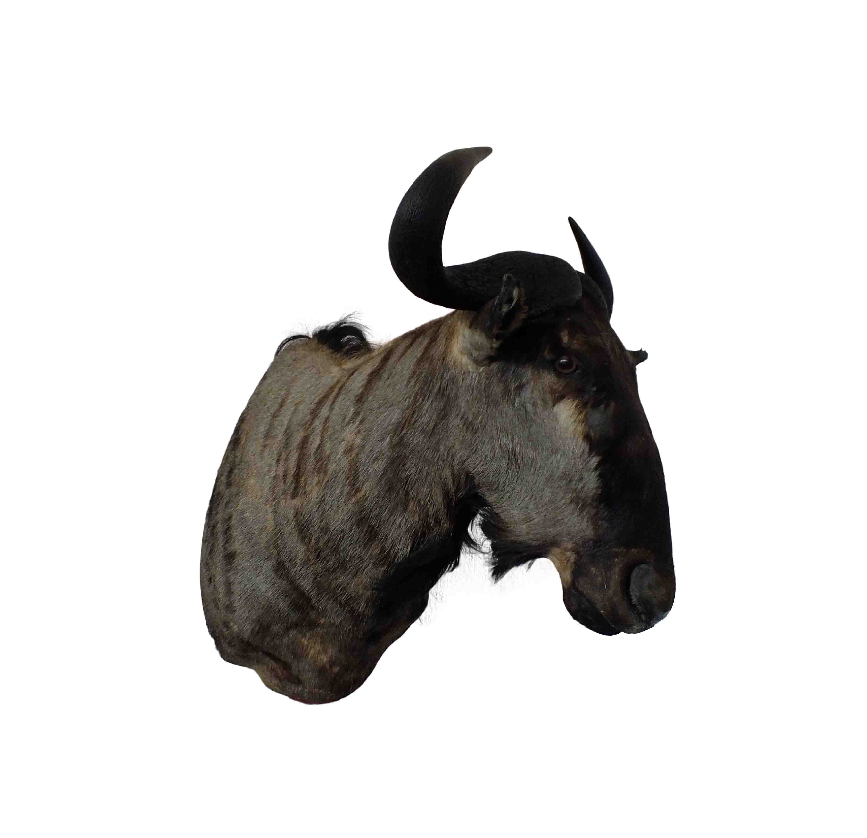Blue Wildebeest Shoulder Mount WB05 - Image 3