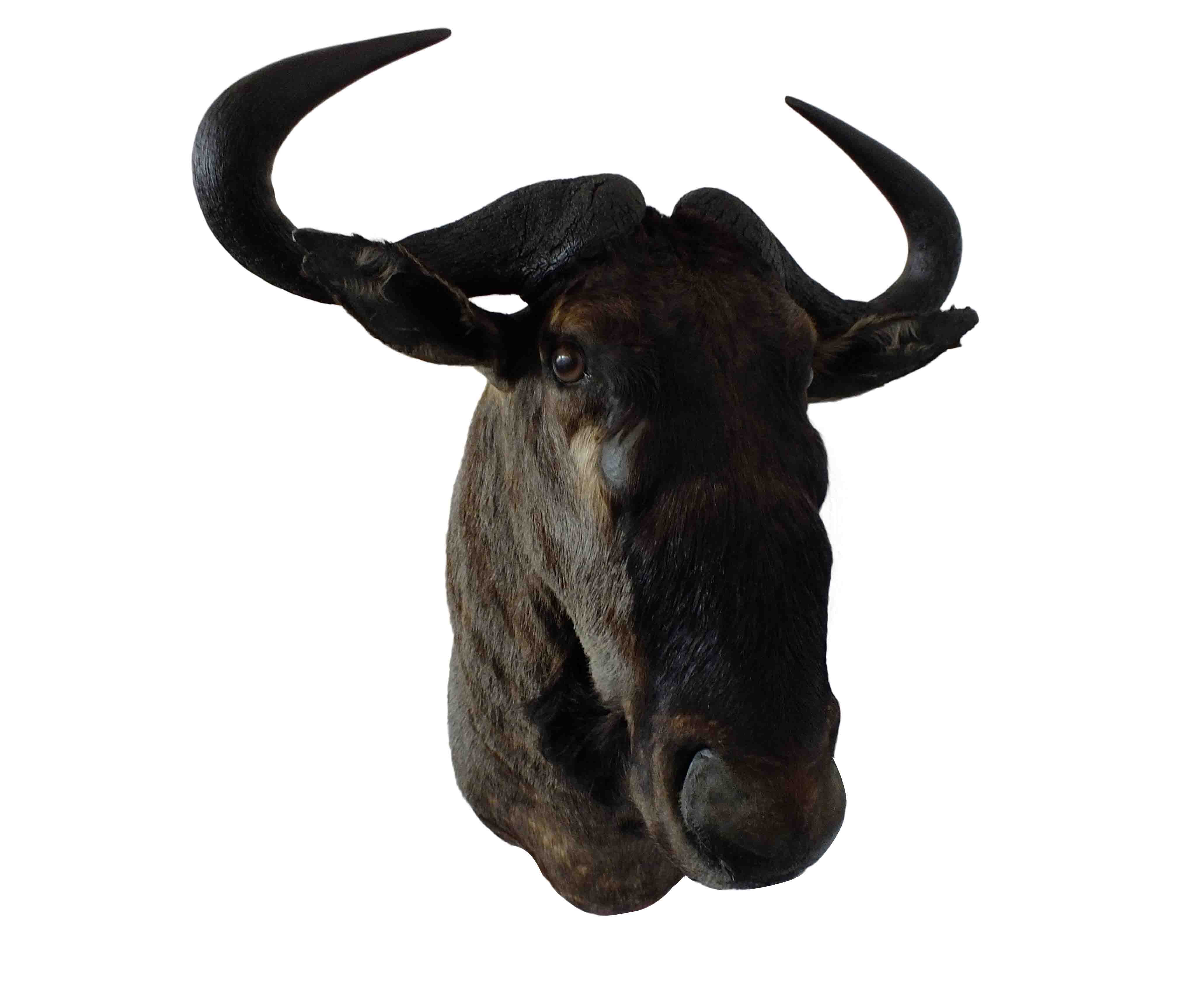 Blue Wildebeest Shoulder Mount WB05 - Image 4