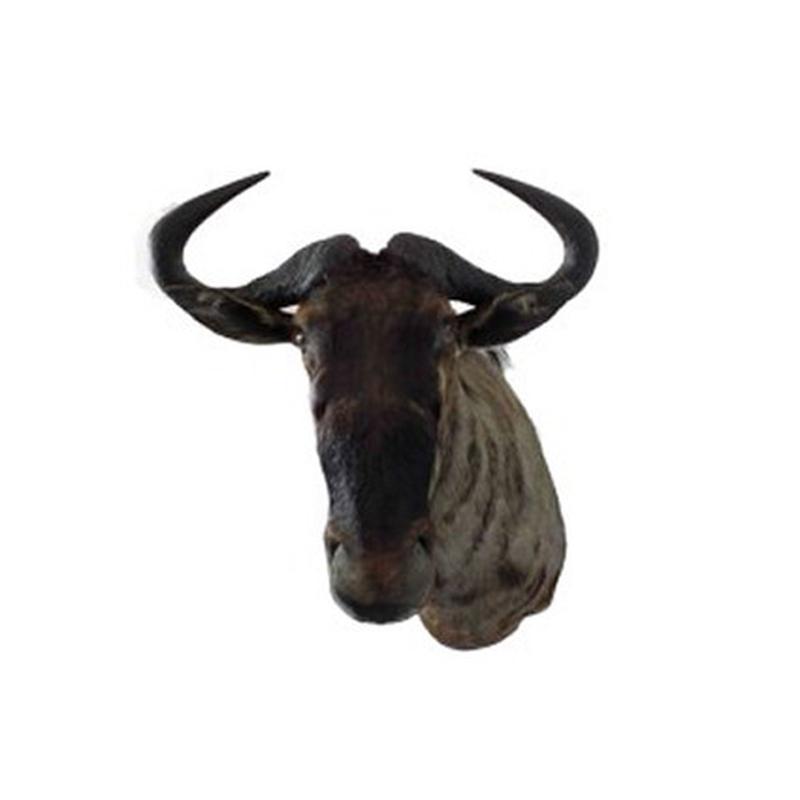 Blue Wildebeest Shoulder Mount WB05