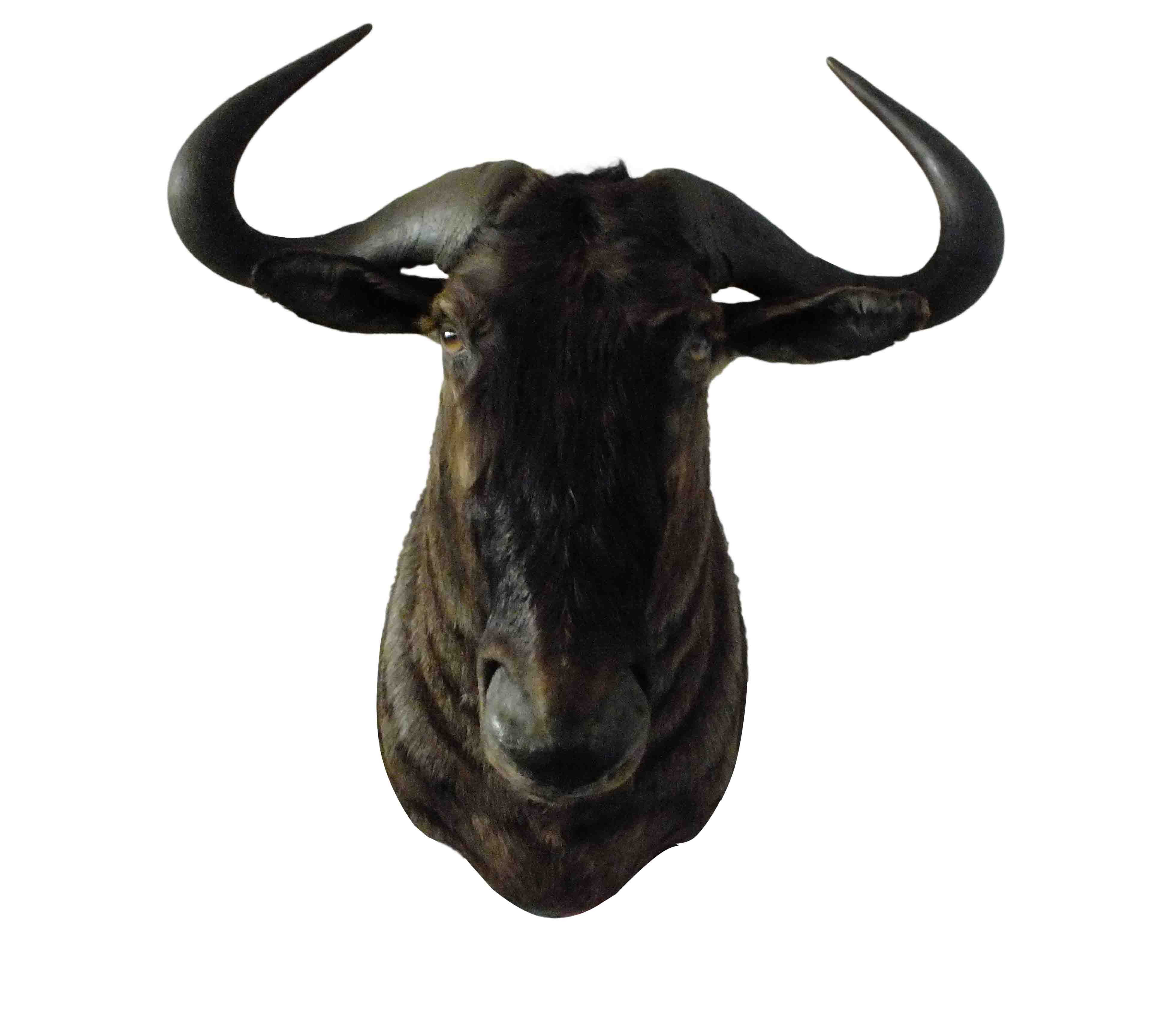 Blue Wildebeest Shoulder Mount WB06 - Image 2