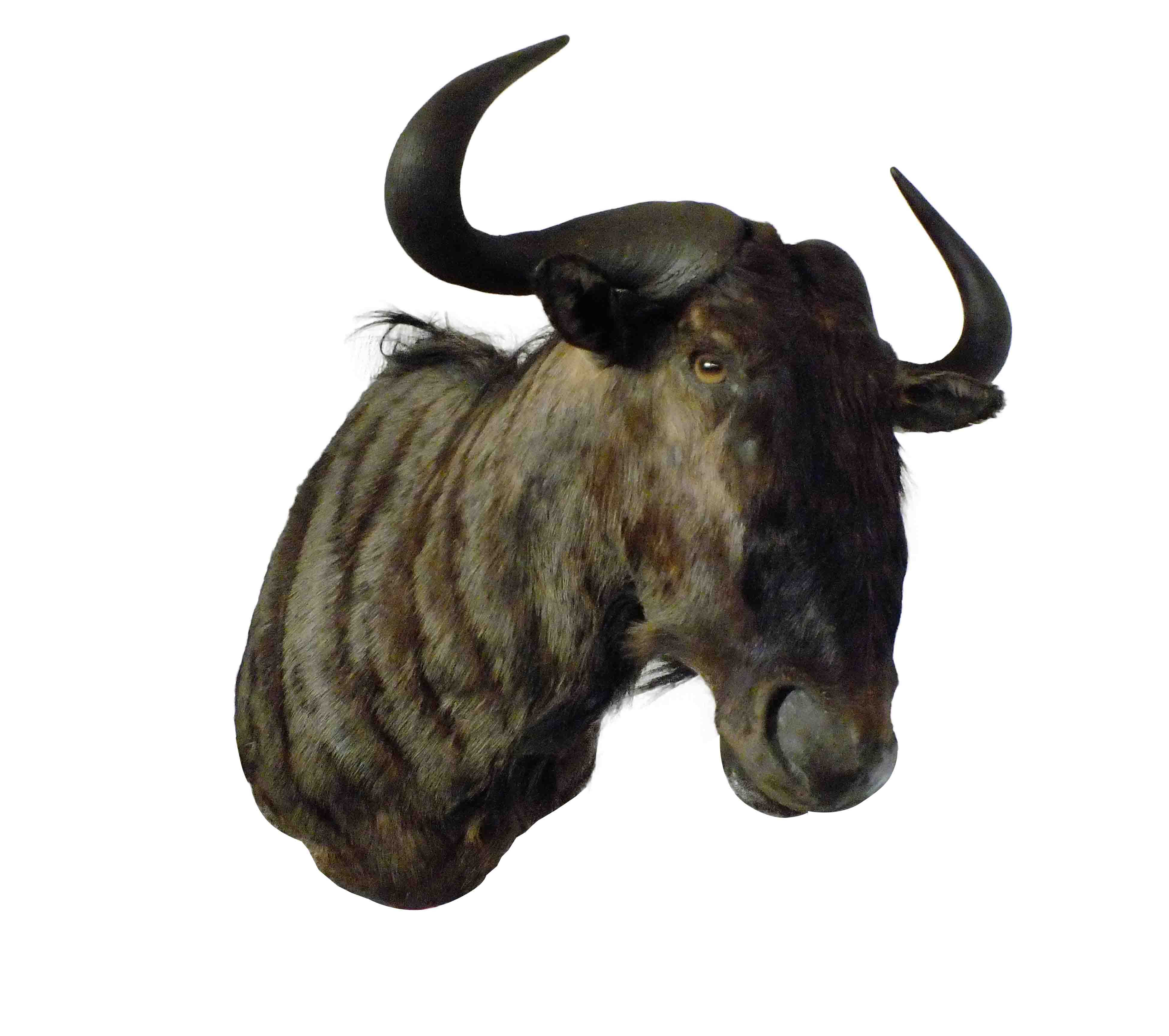 Blue Wildebeest Shoulder Mount WB06 - Image 3
