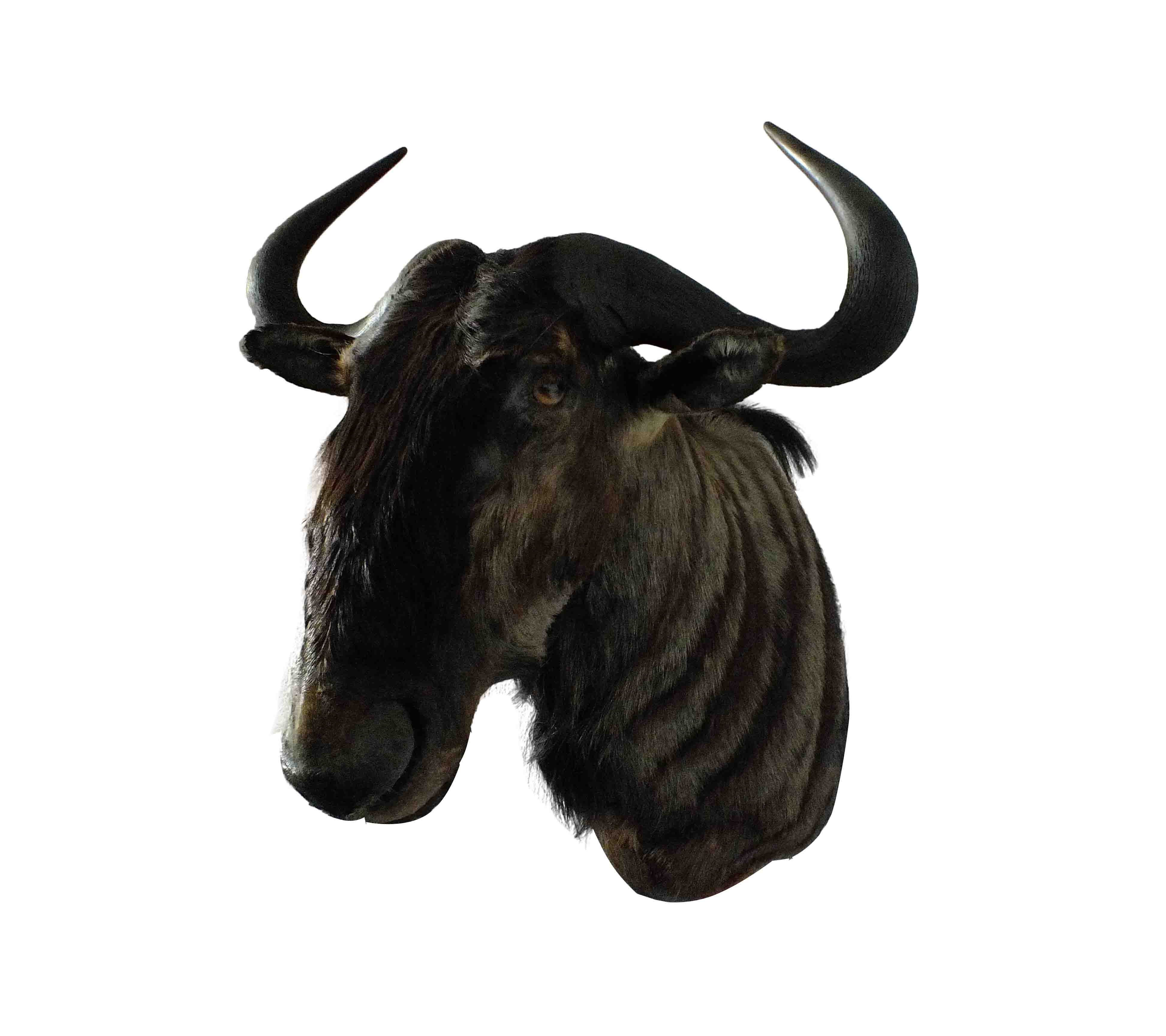 Blue Wildebeest Shoulder Mount WB06 - Image 4