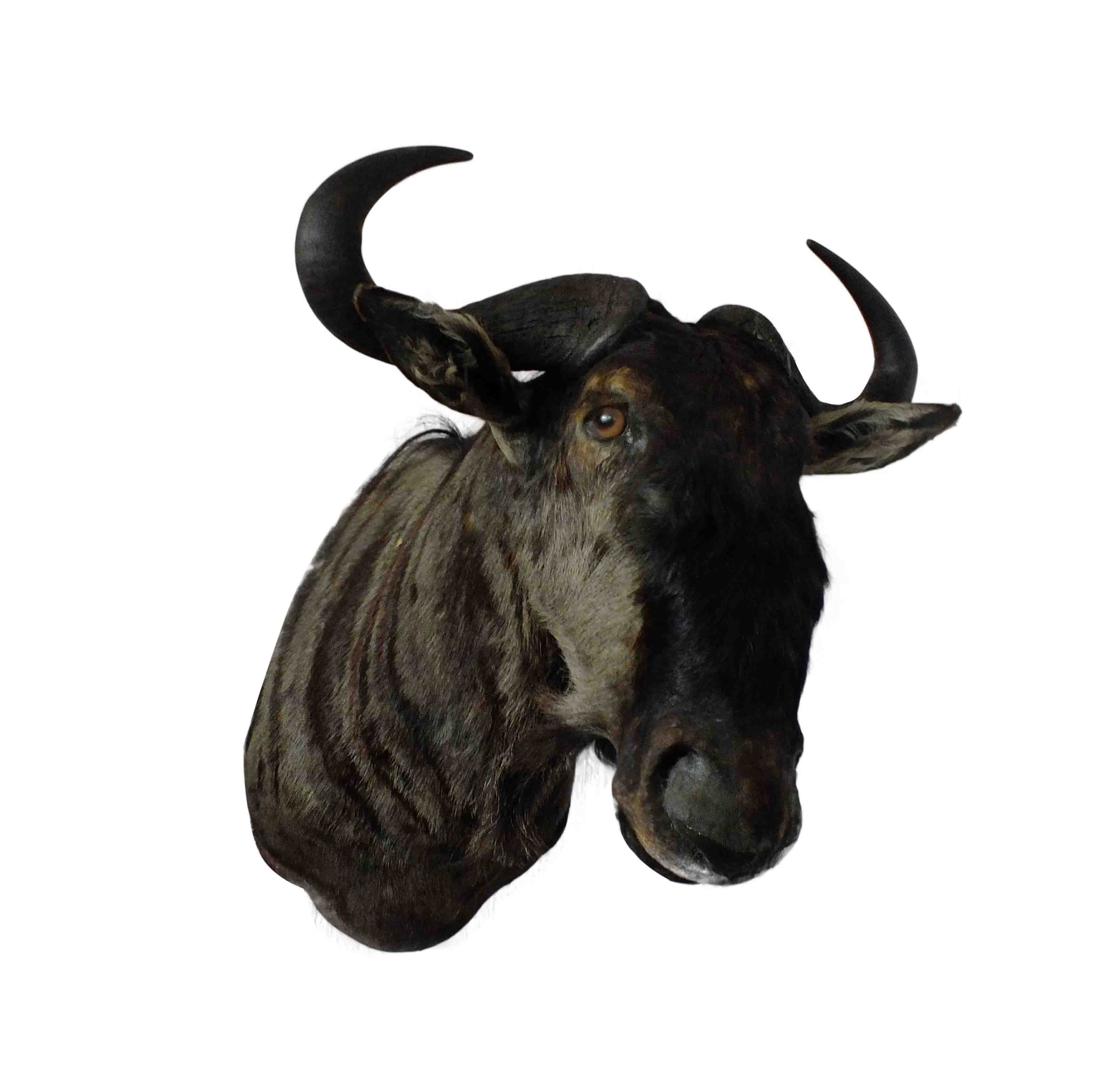 Blue Wildebeest Shoulder Mount WB07 - Image 3