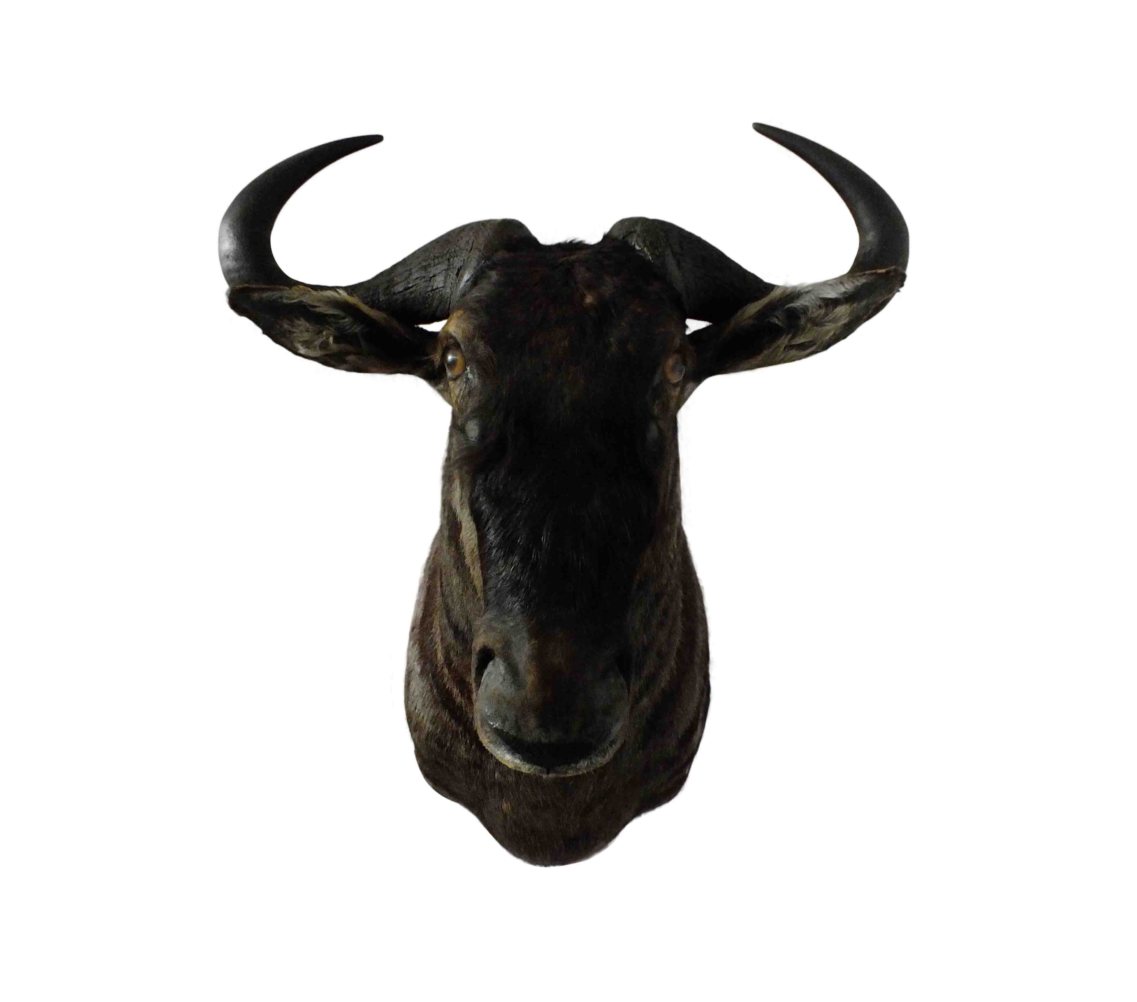 Blue Wildebeest Shoulder Mount WB07 - Image 4