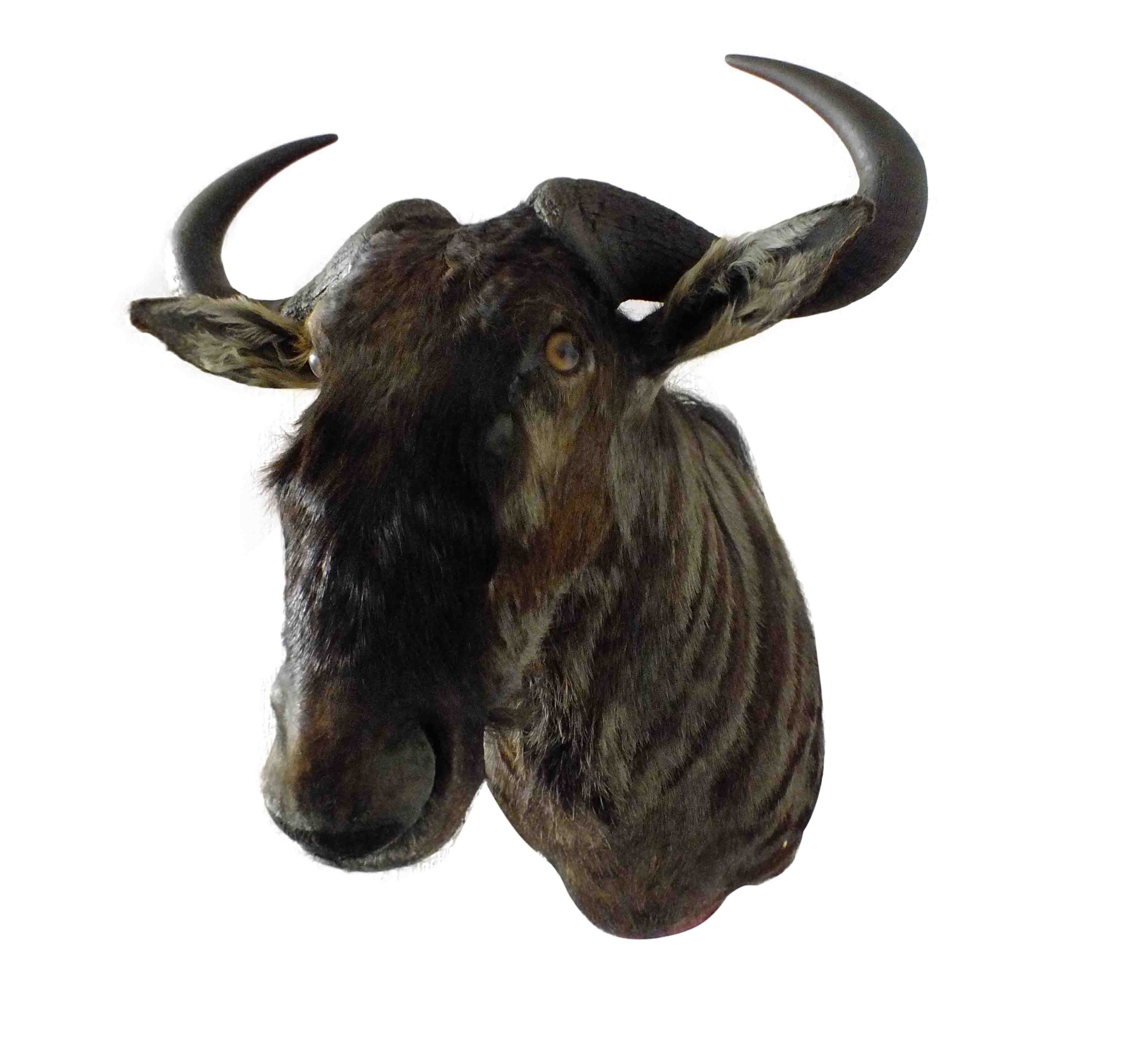 Blue Wildebeest Shoulder Mount WB07