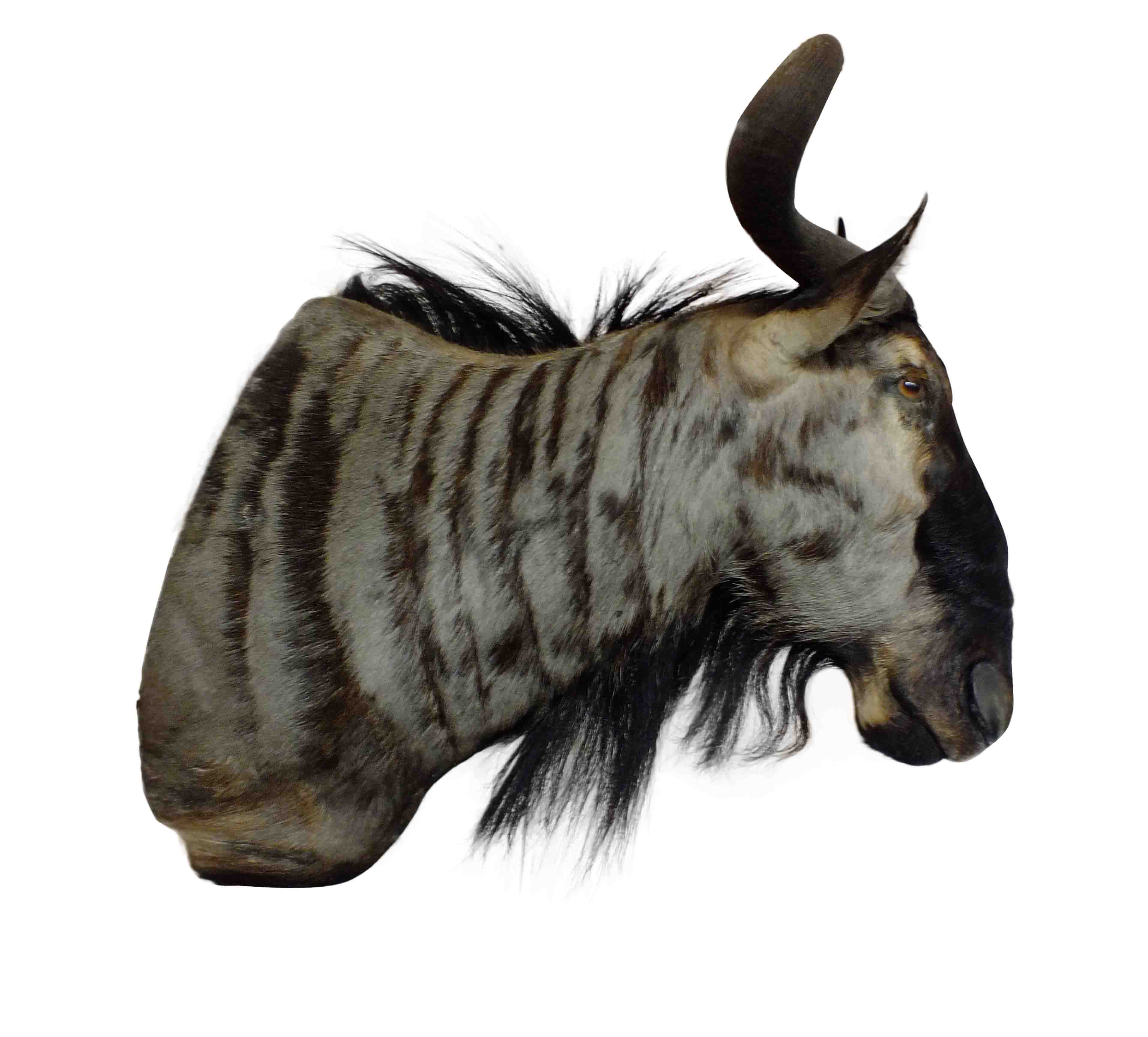 Blue Wildebeest Shoulder Mount WB08 - Image 2
