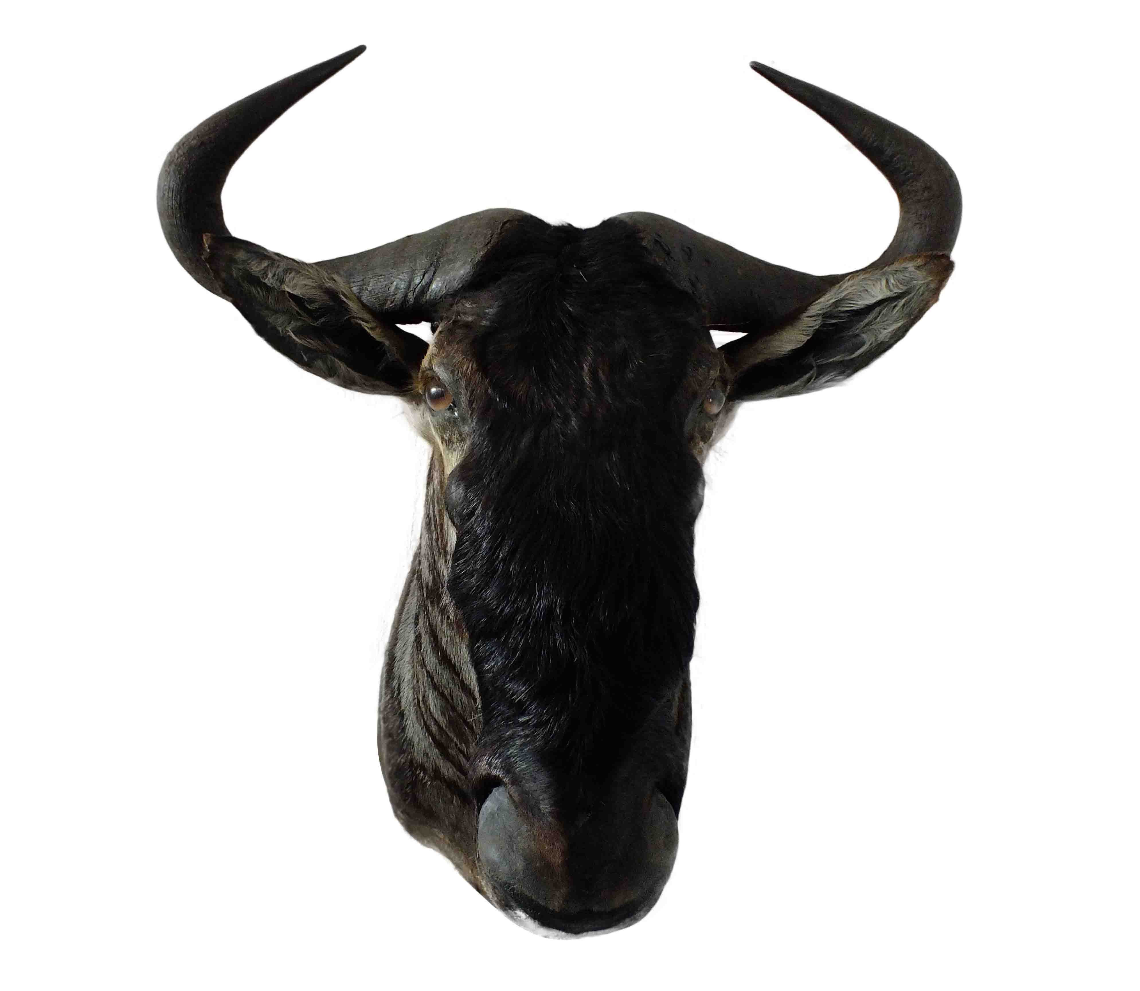 Blue Wildebeest Shoulder Mount WB08 - Image 3