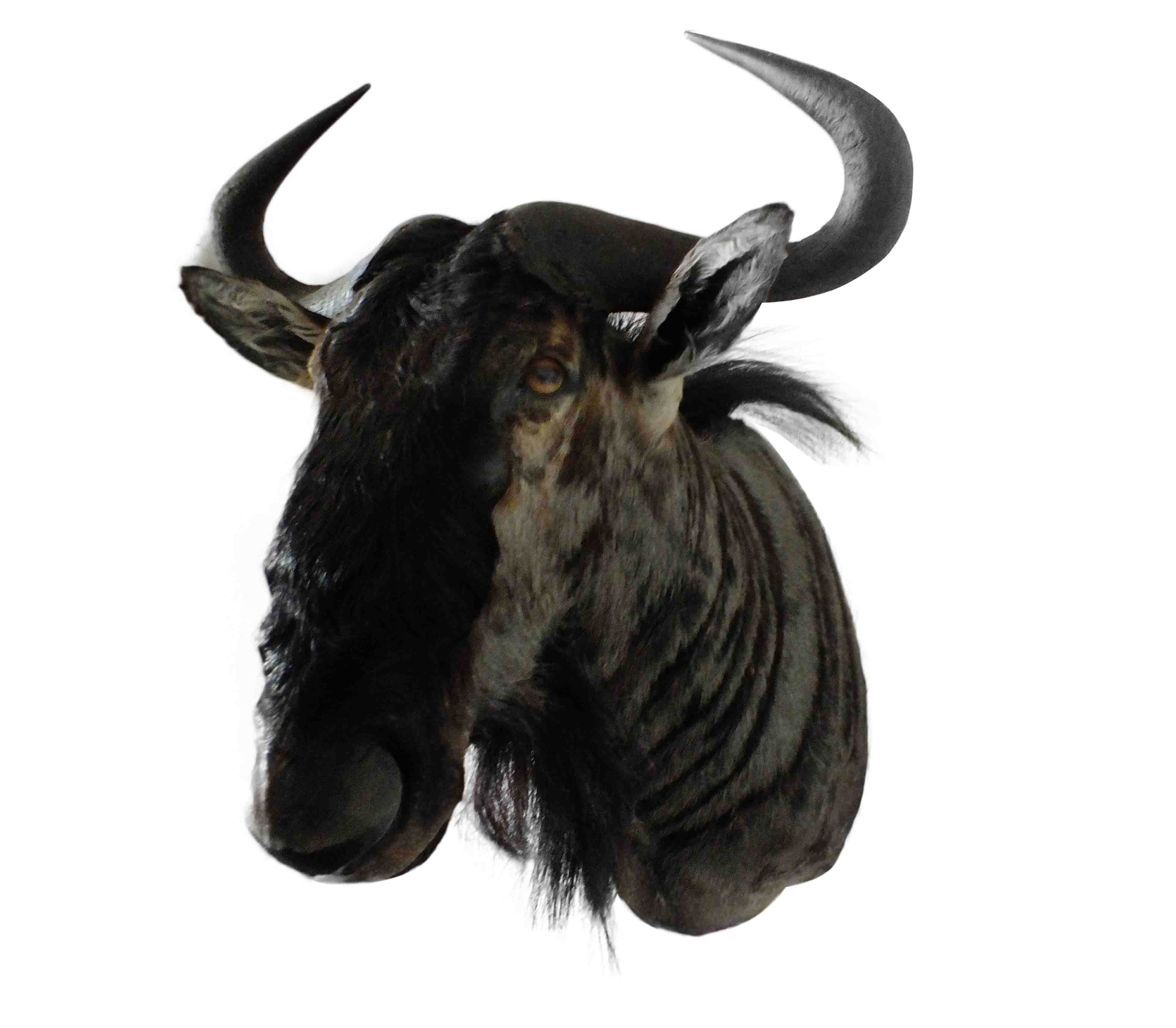 Blue Wildebeest Shoulder Mount WB08 - Image 4