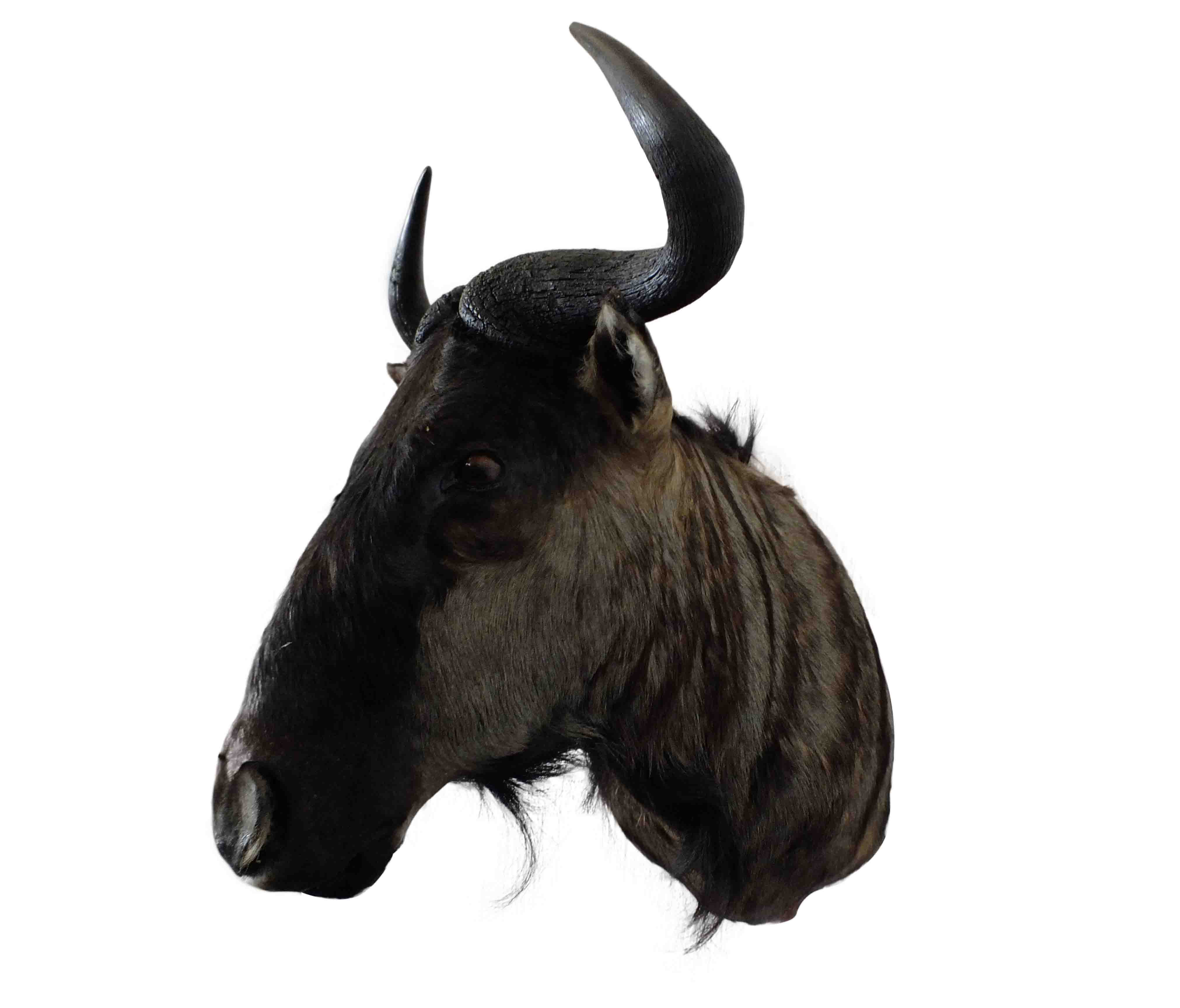 Blue Wildebeest Shoulder Mount WB09 - Image 2