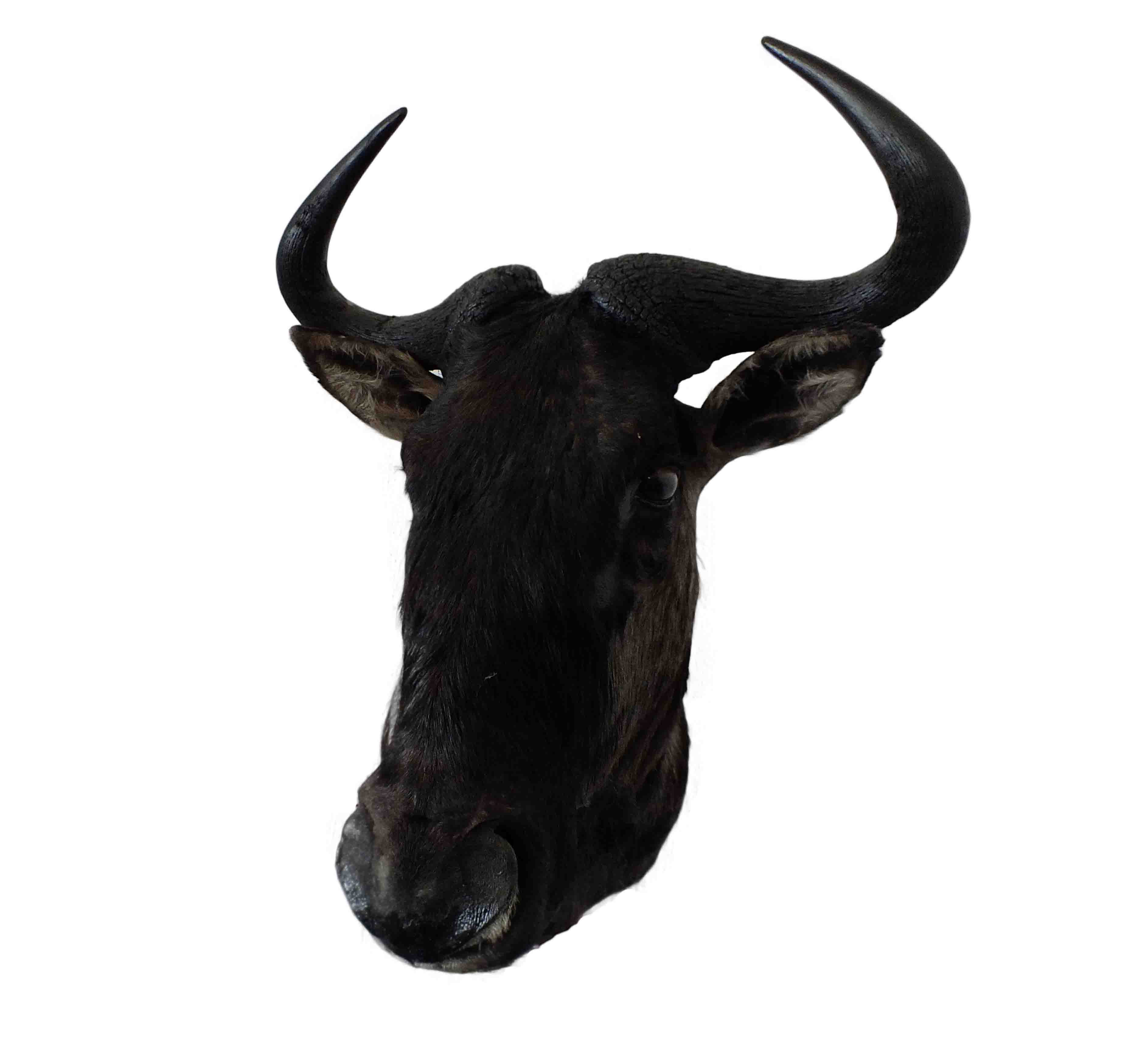 Blue Wildebeest Shoulder Mount WB09 - Image 3