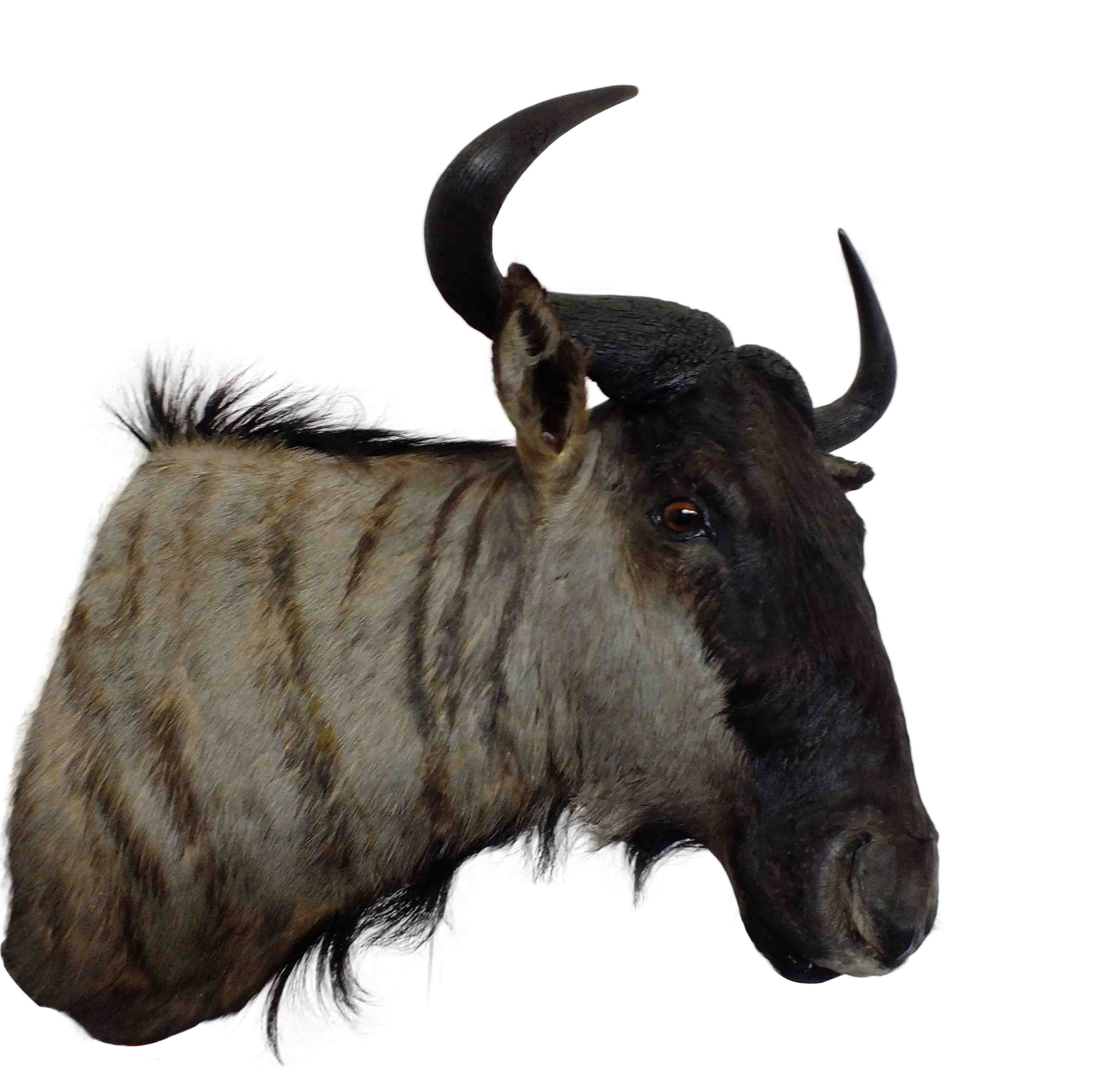 Blue Wildebeest Shoulder Mount WB09 - Image 4