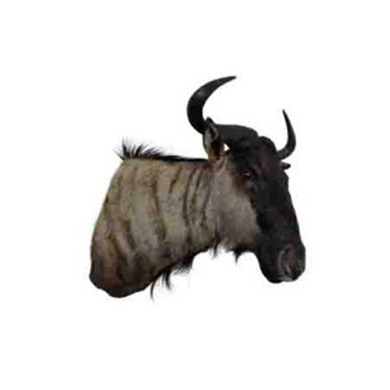 Blue Wildebeest Shoulder Mount WB09