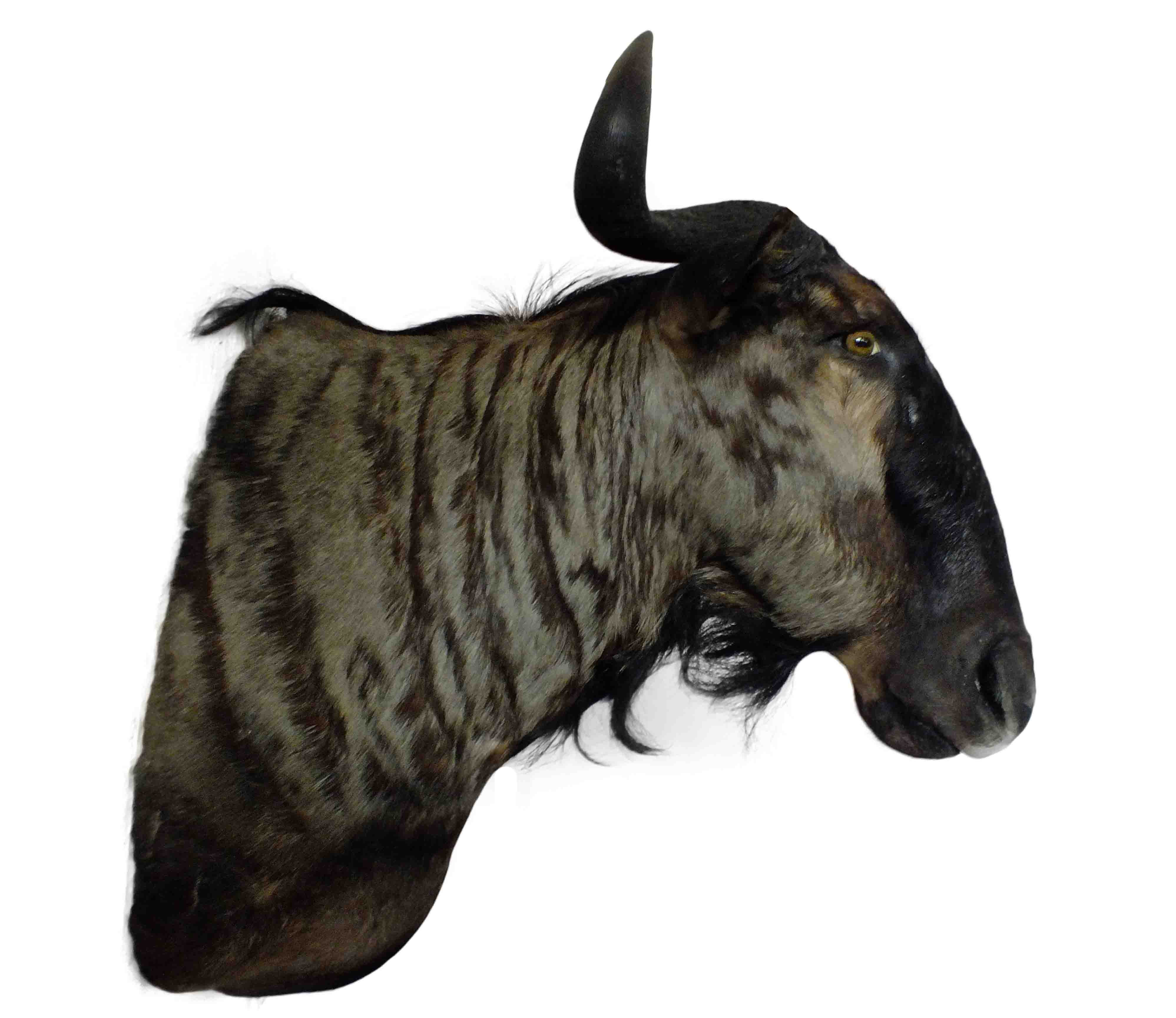 Blue Wildebeest Shoulder Mount WB10 - Image 2