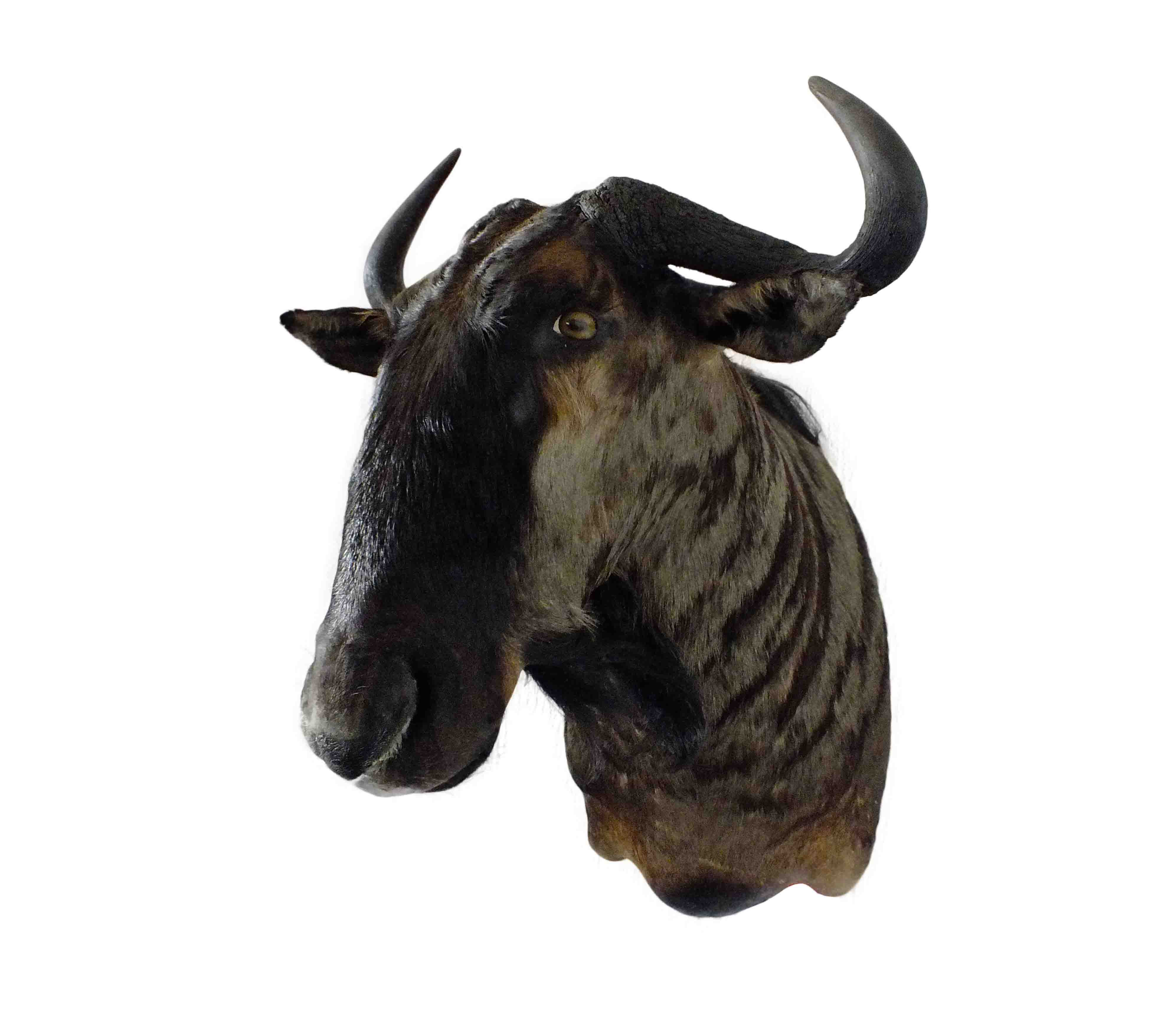 Blue Wildebeest Shoulder Mount WB10 - Image 3