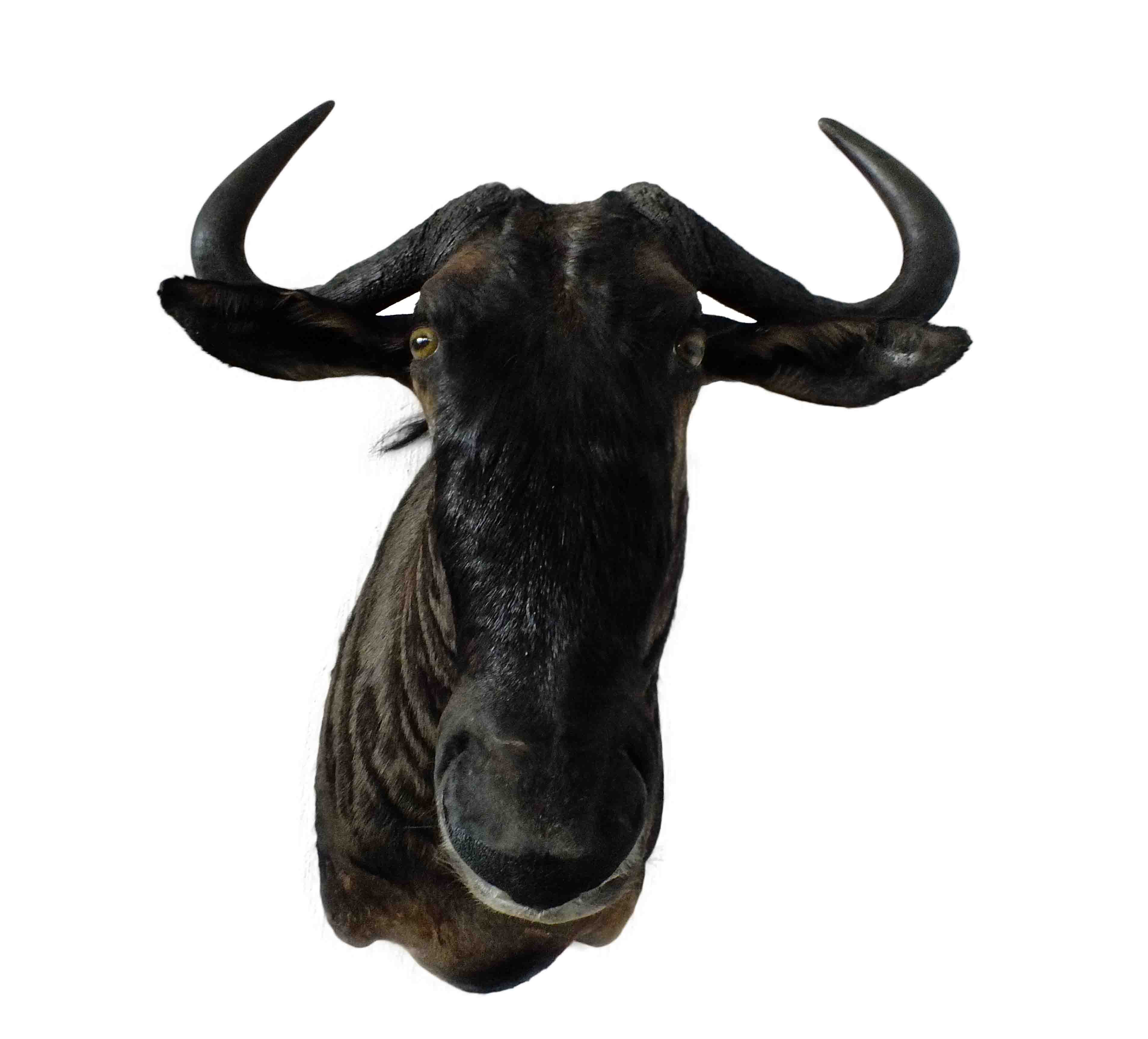 Blue Wildebeest Shoulder Mount WB10 - Image 4