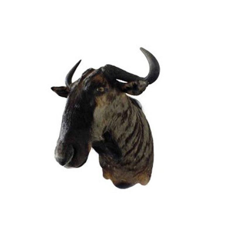 Blue Wildebeest Shoulder Mount WB10