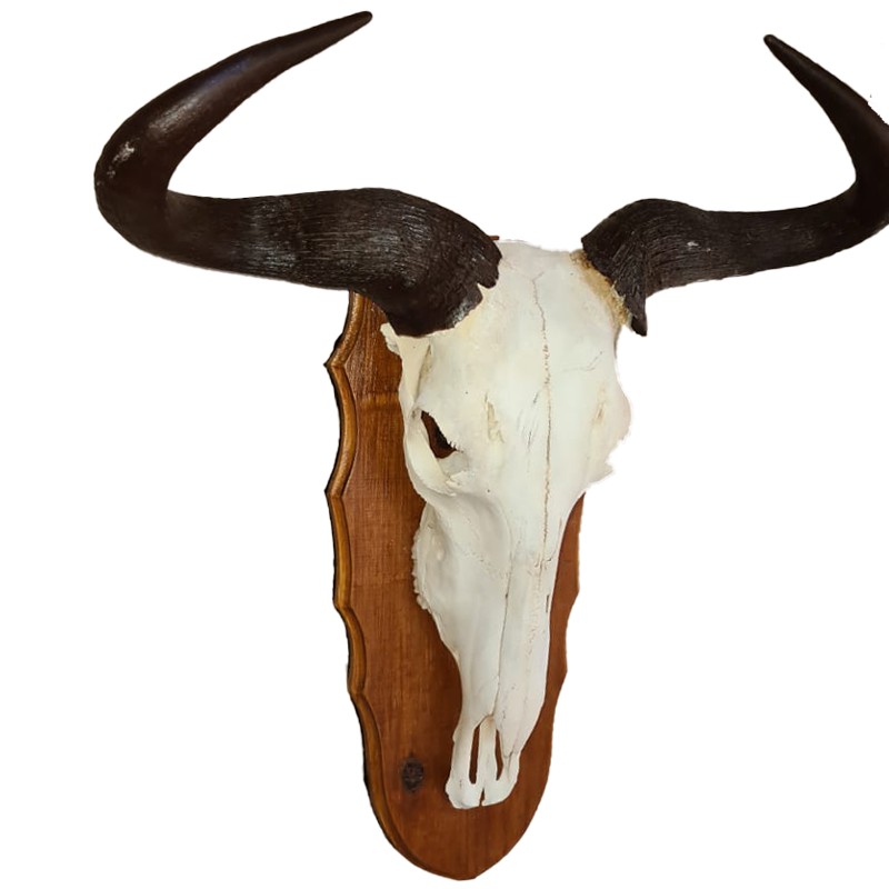 Blue Wildebeest Skull Mount - BLUWSM 101 - Image 2