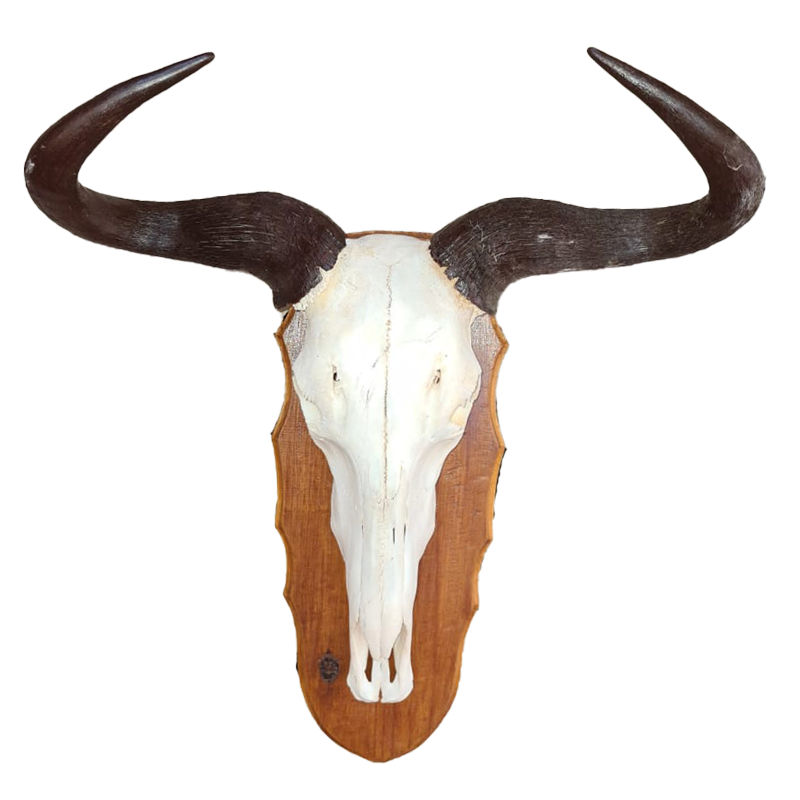 Blue Wildebeest Skull Mount - BLUWSM 101 - Image 3