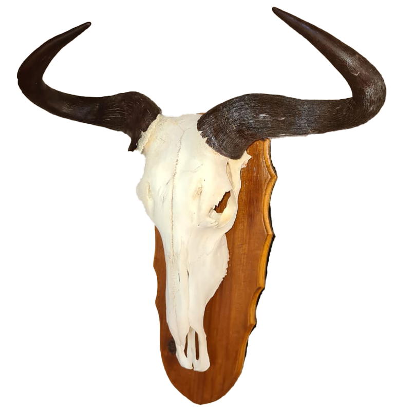 Blue Wildebeest Skull Mount - BLUWSM 101