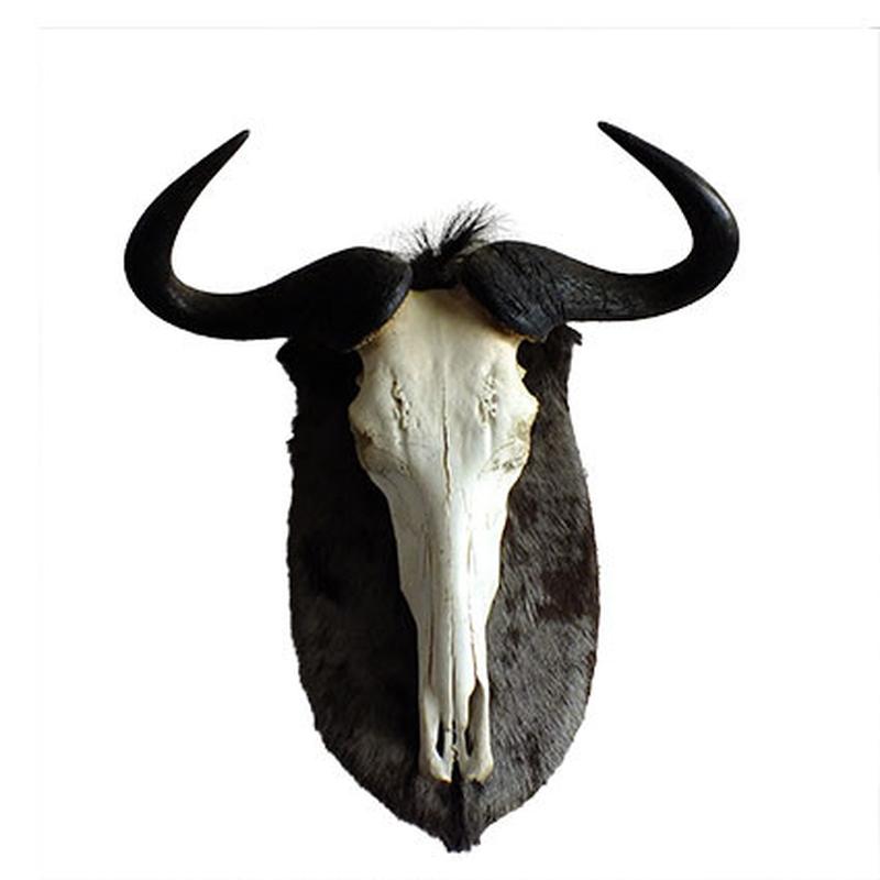 Blue Wildebeest Skull Mount BW01