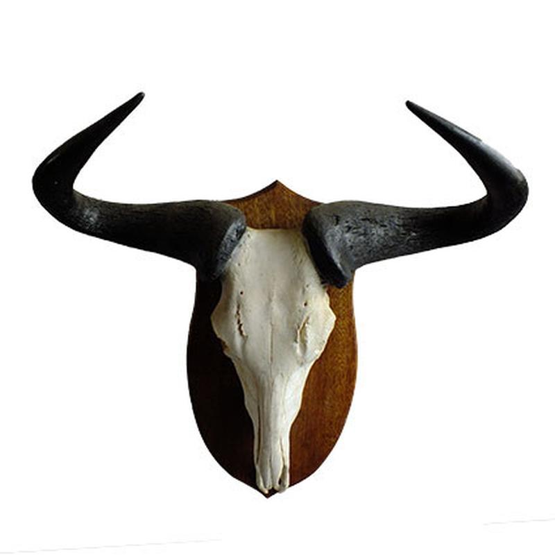 Blue Wildebeest Skull Mount BW02