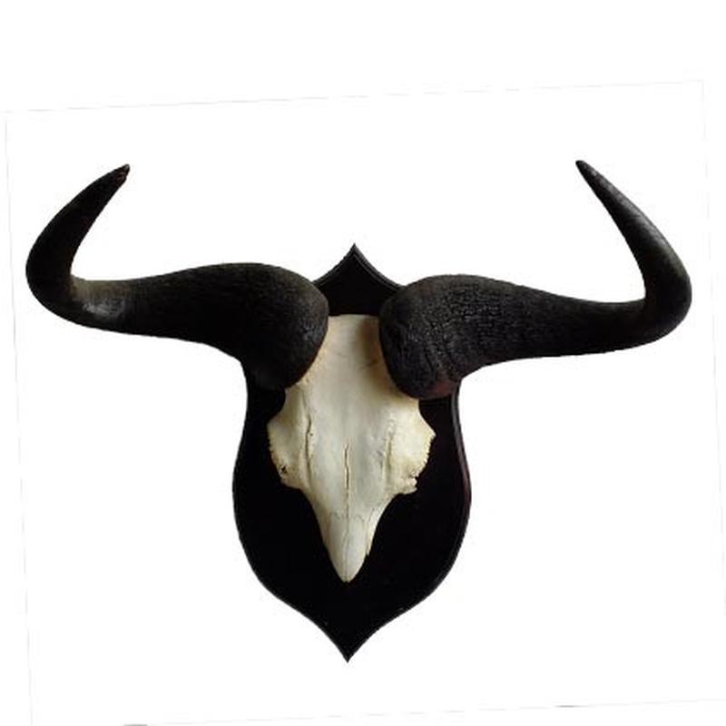 Blue Wildebeest Skull Mount BW03