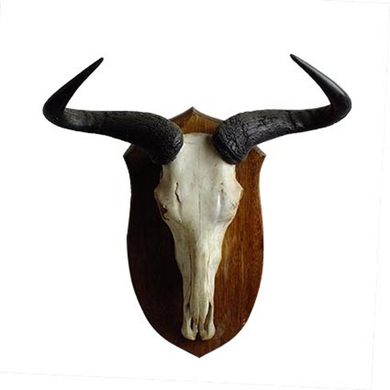 Blue Wildebeest Skull Mount BW04