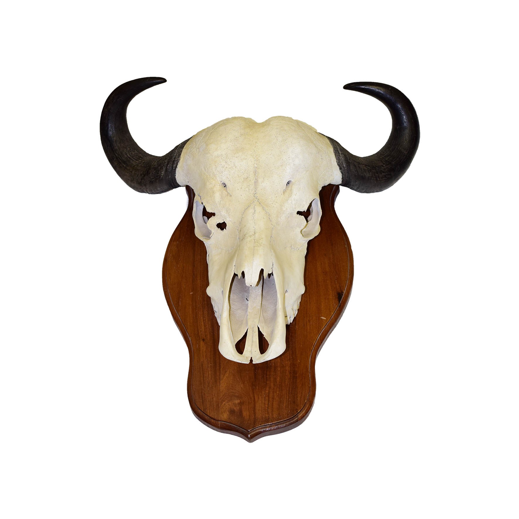 Blue Wildebeest Skull Mount BWSM145 - Image 2