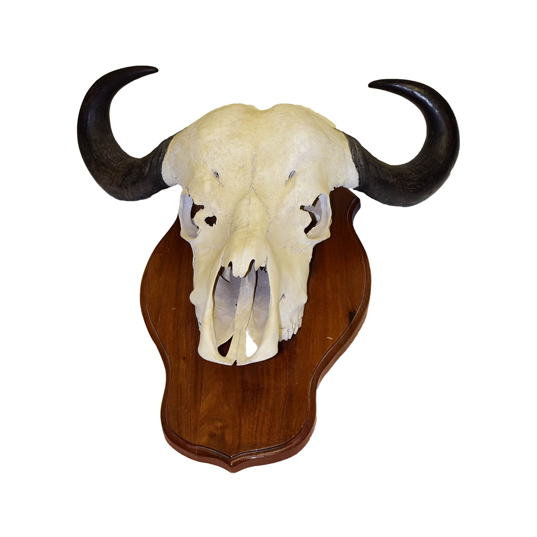 Blue Wildebeest Skull Mount BWSM145