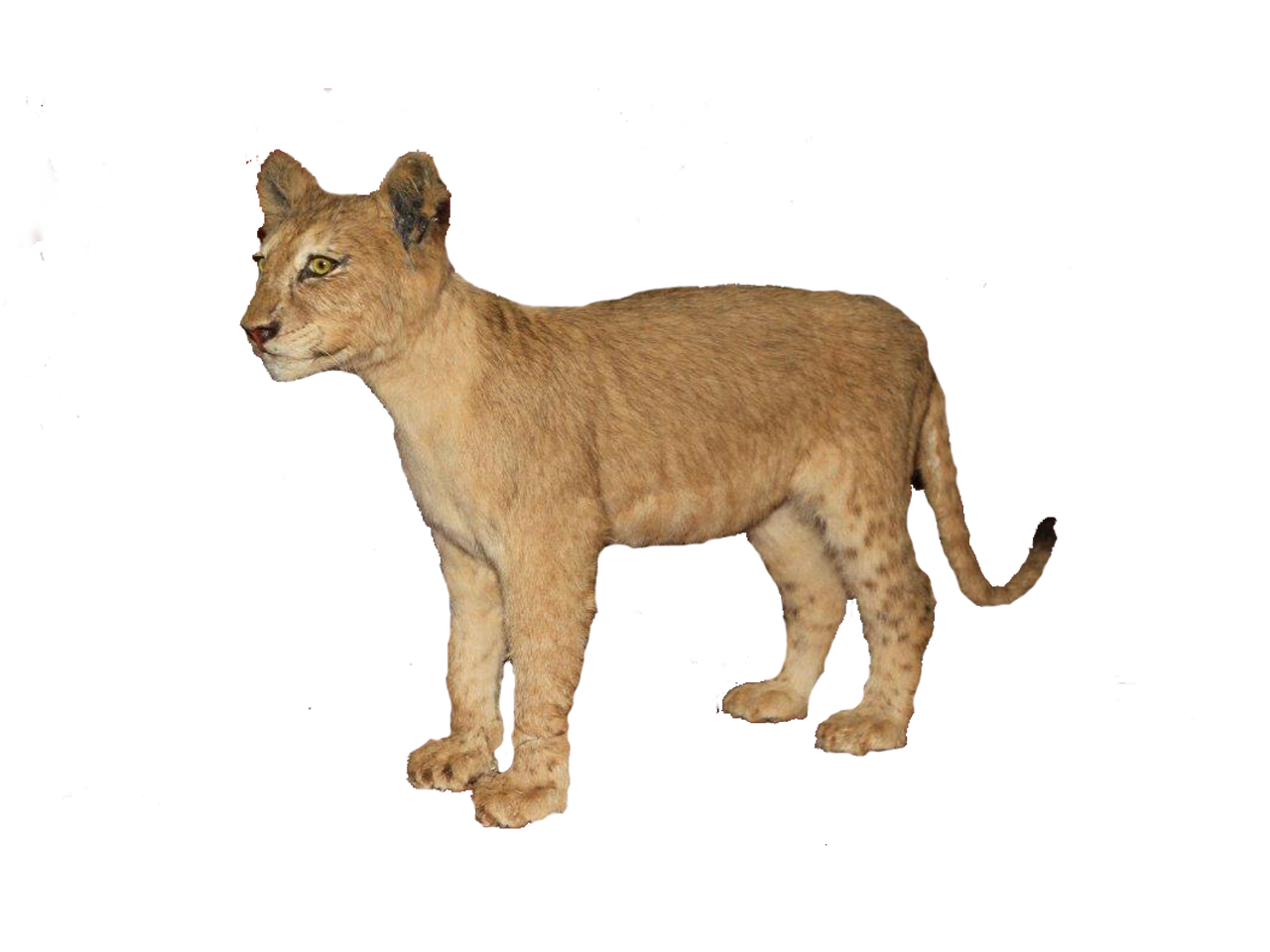 Brown Baby Lion Full Mount - BL3 - Image 2