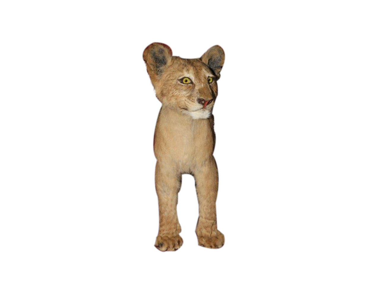 Brown Baby Lion Full Mount - BL3 - Image 3