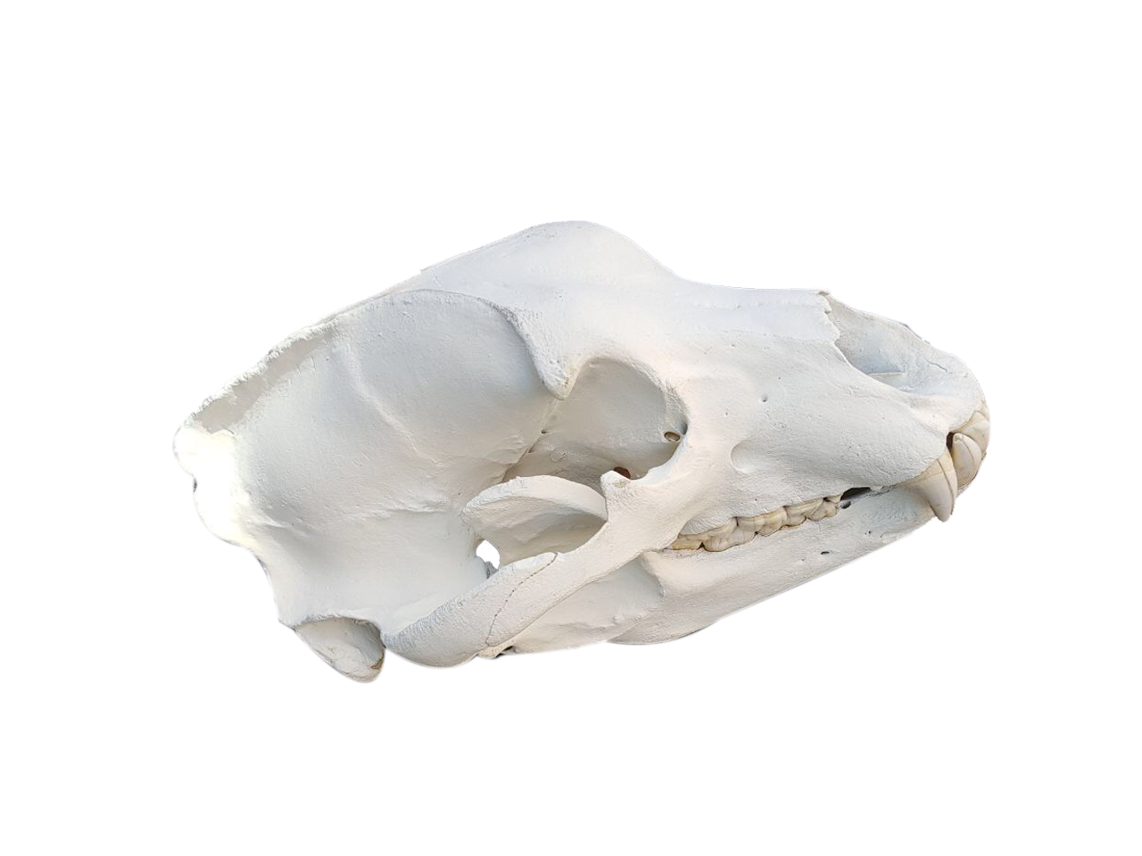 Brown Bear Skull - PBS2 - Image 2