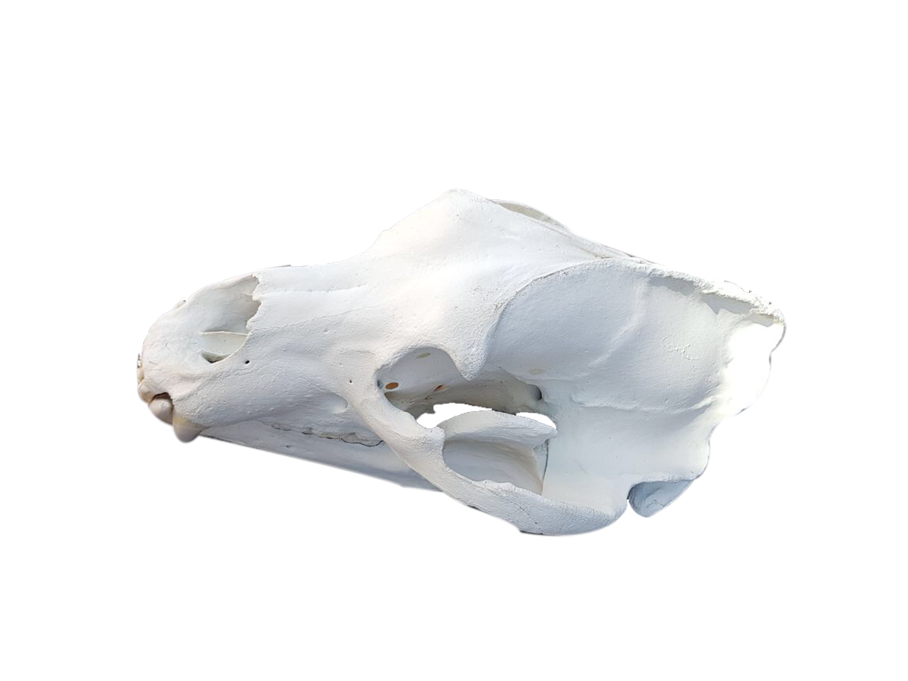 Brown Bear Skull - PBS2 - Image 3