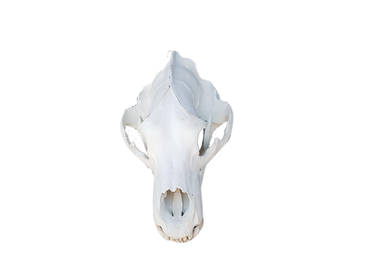 Brown Bear Skull - PBS2 - Image 5