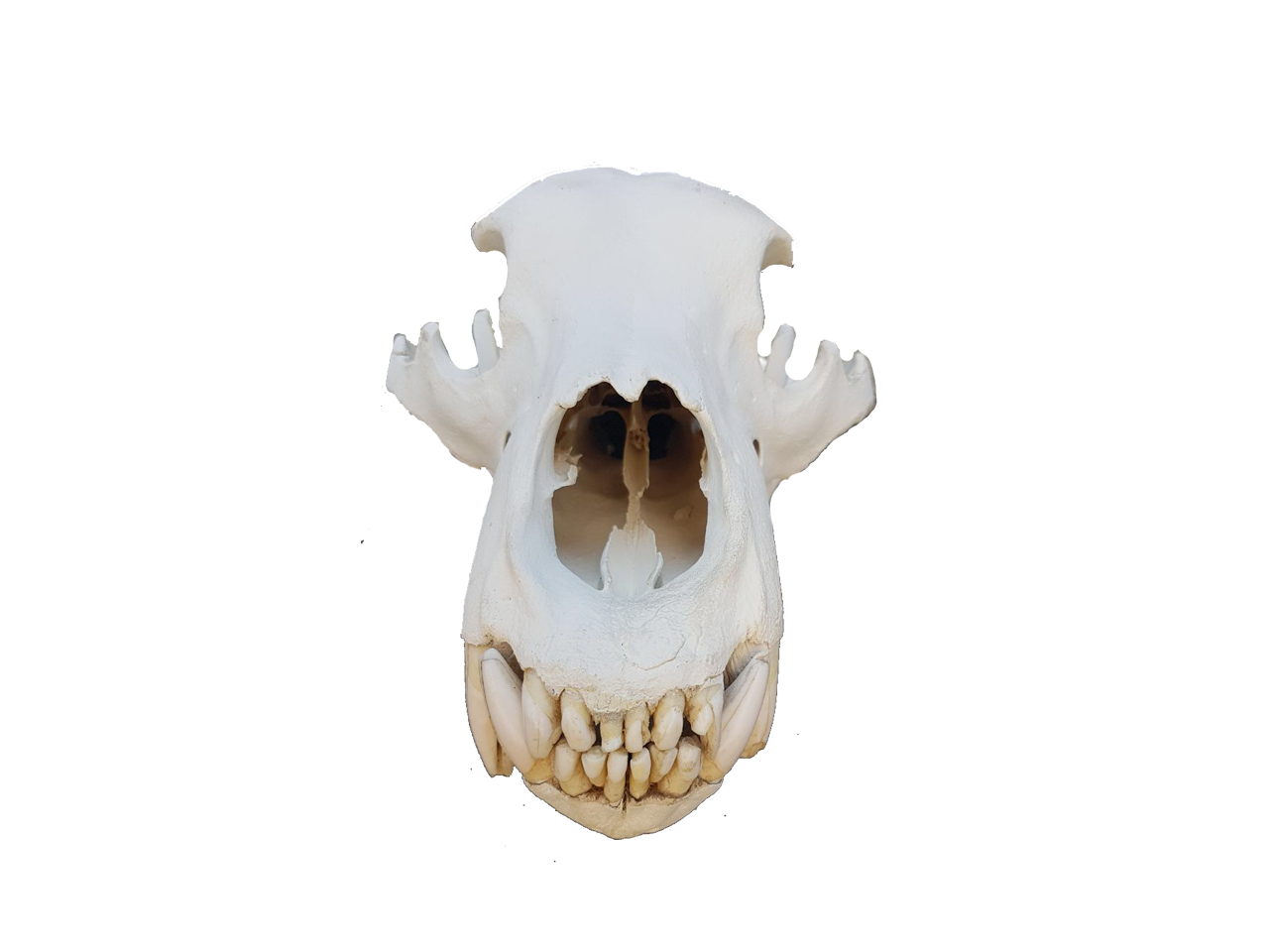 Brown Bear Skull - PBS2